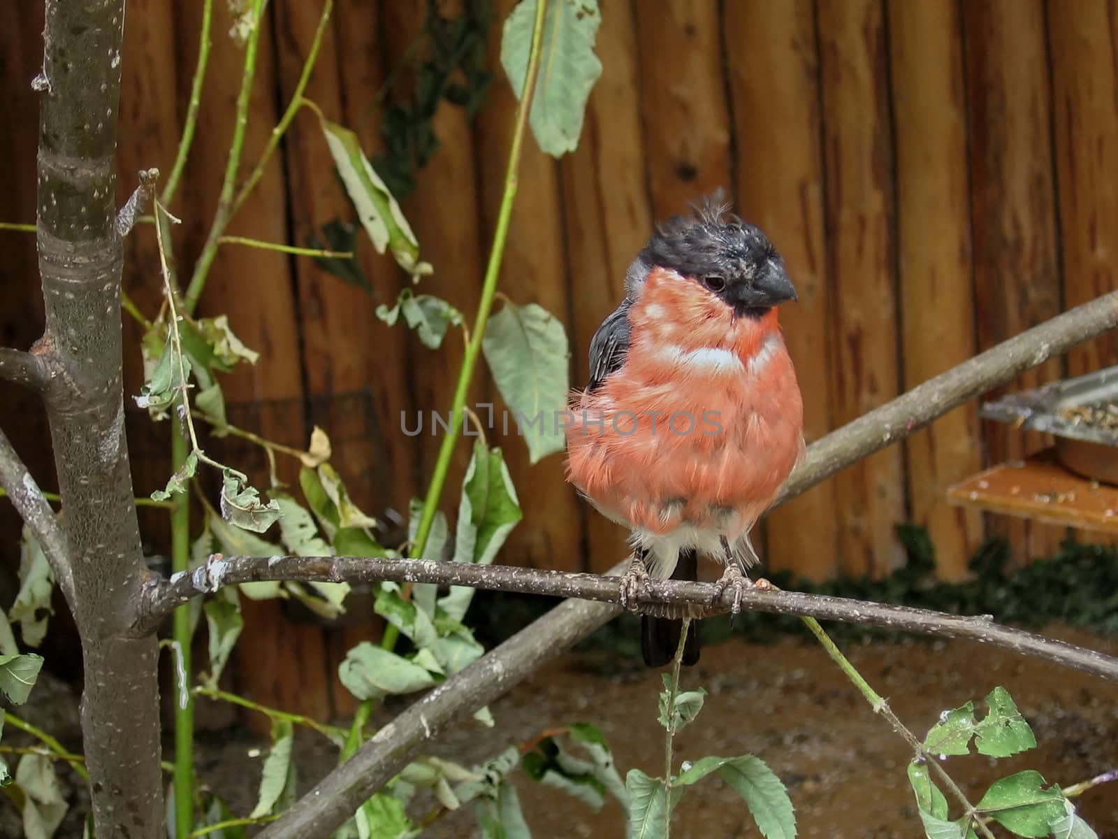 Cute small bullfinch sits on the branch at Moscow zoo
