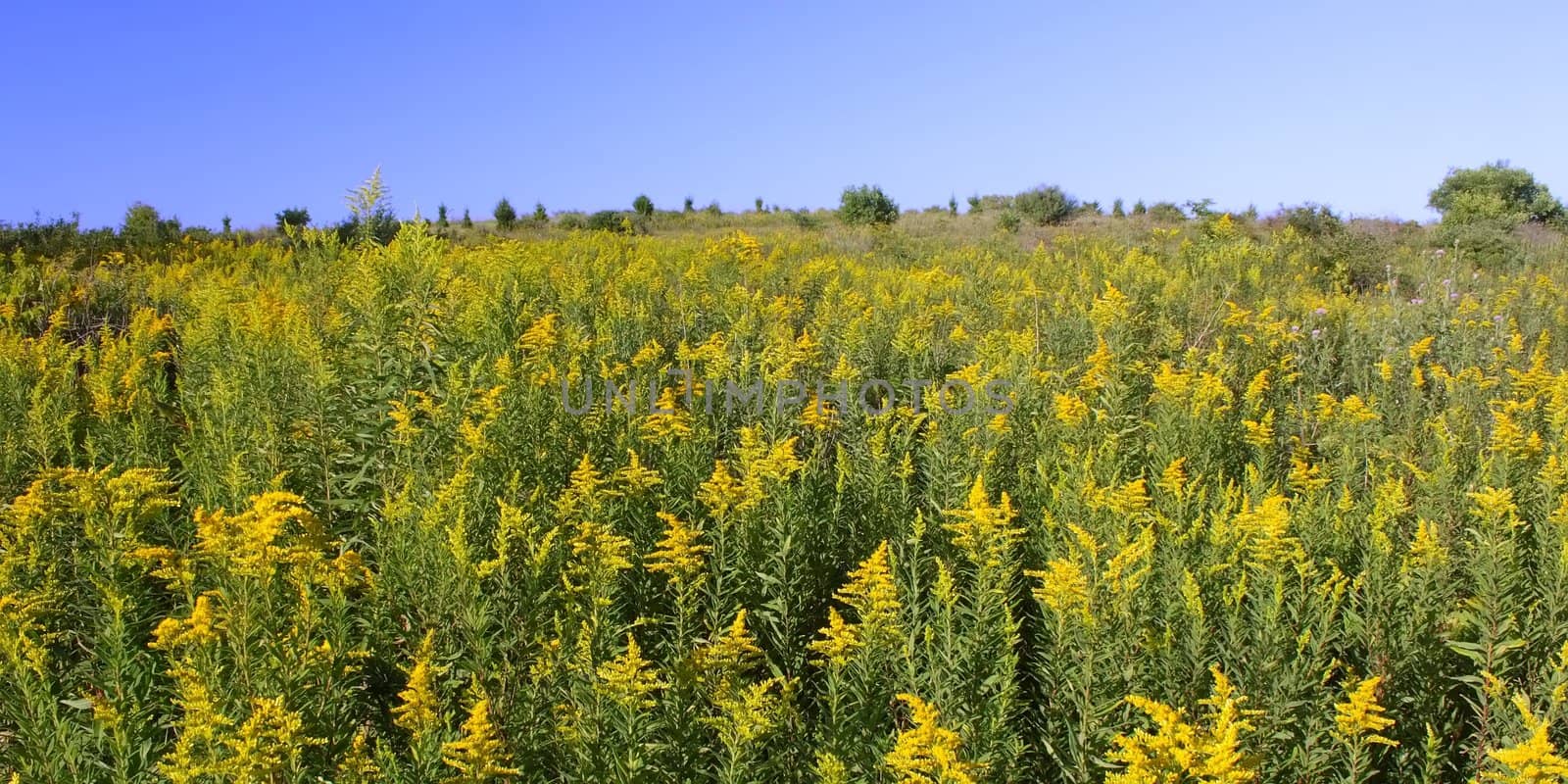 Beautiful yellow flowers bloom in a prairie at Rock Cut State Park - northern Illinois.