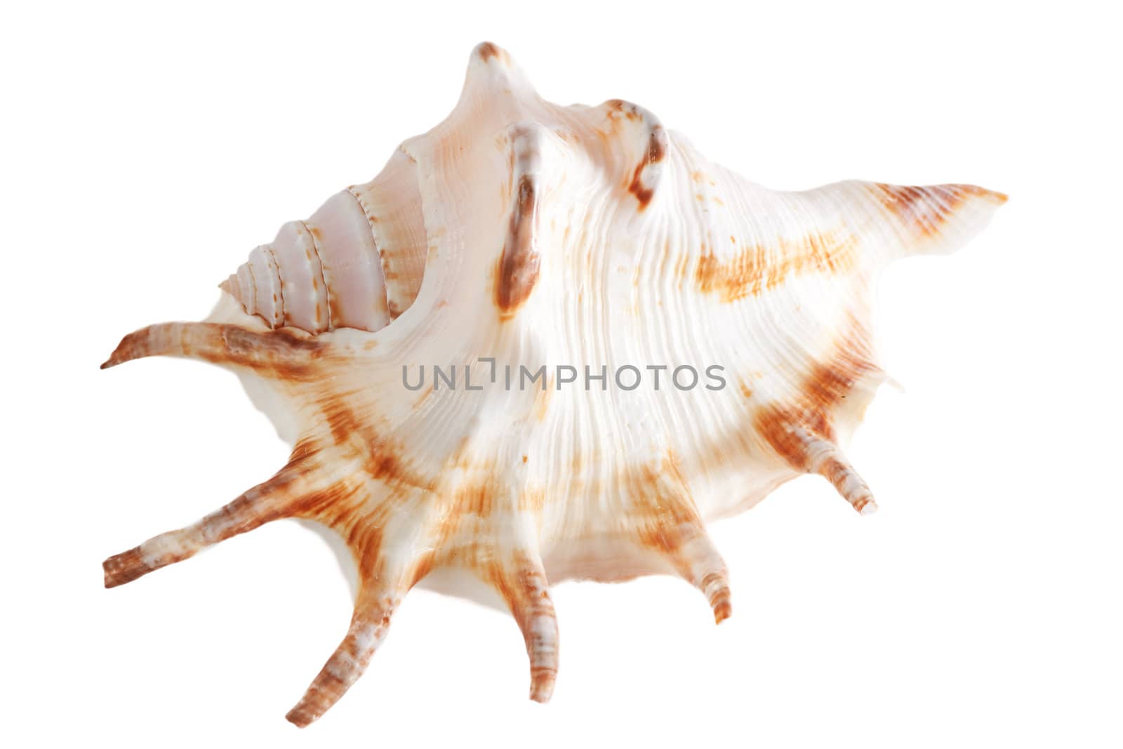 Sea shell isolated over white. Shallow depth of field.