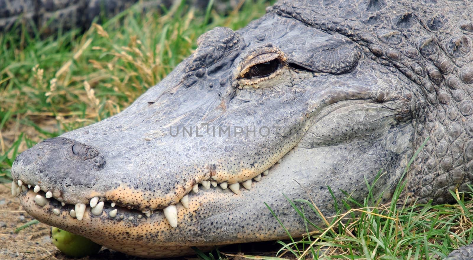 Crocodile head by nialat