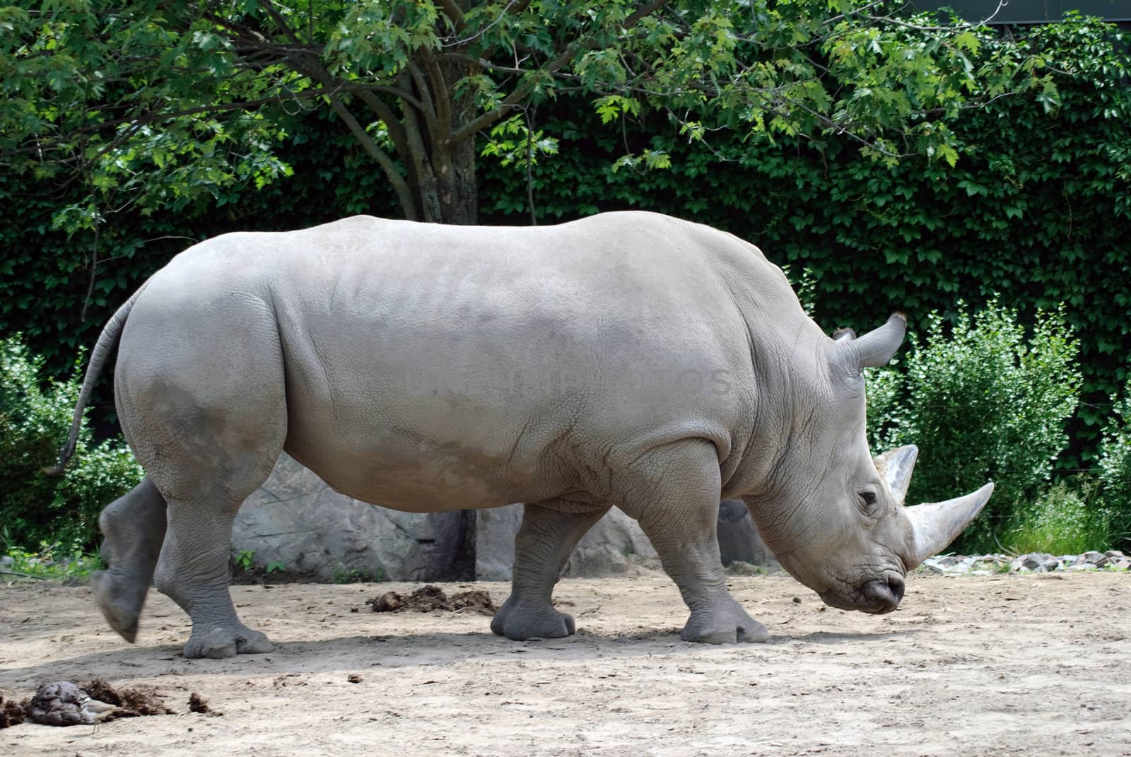 Picture of a large horn White Rhino walking