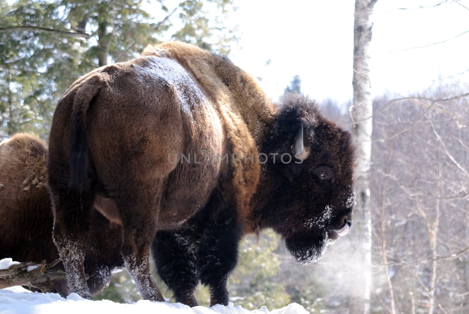 Bison by nialat