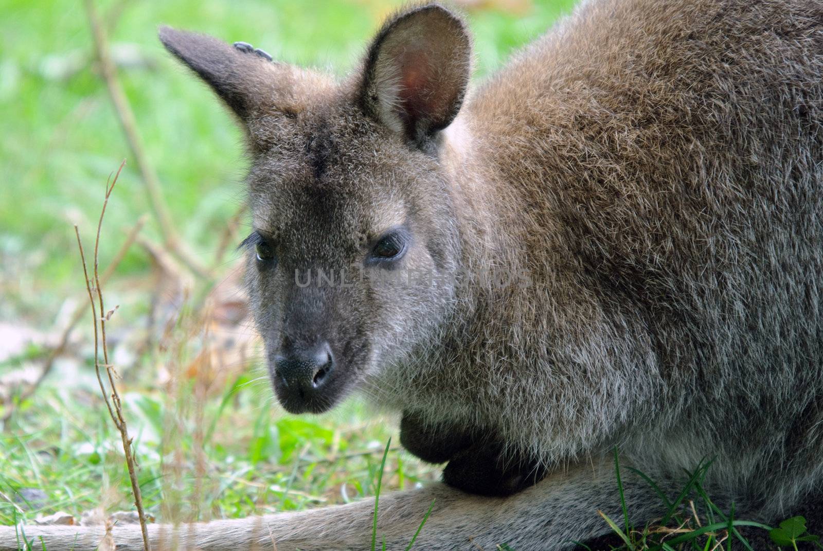 Picture of a kangaroo on a sunny summer day