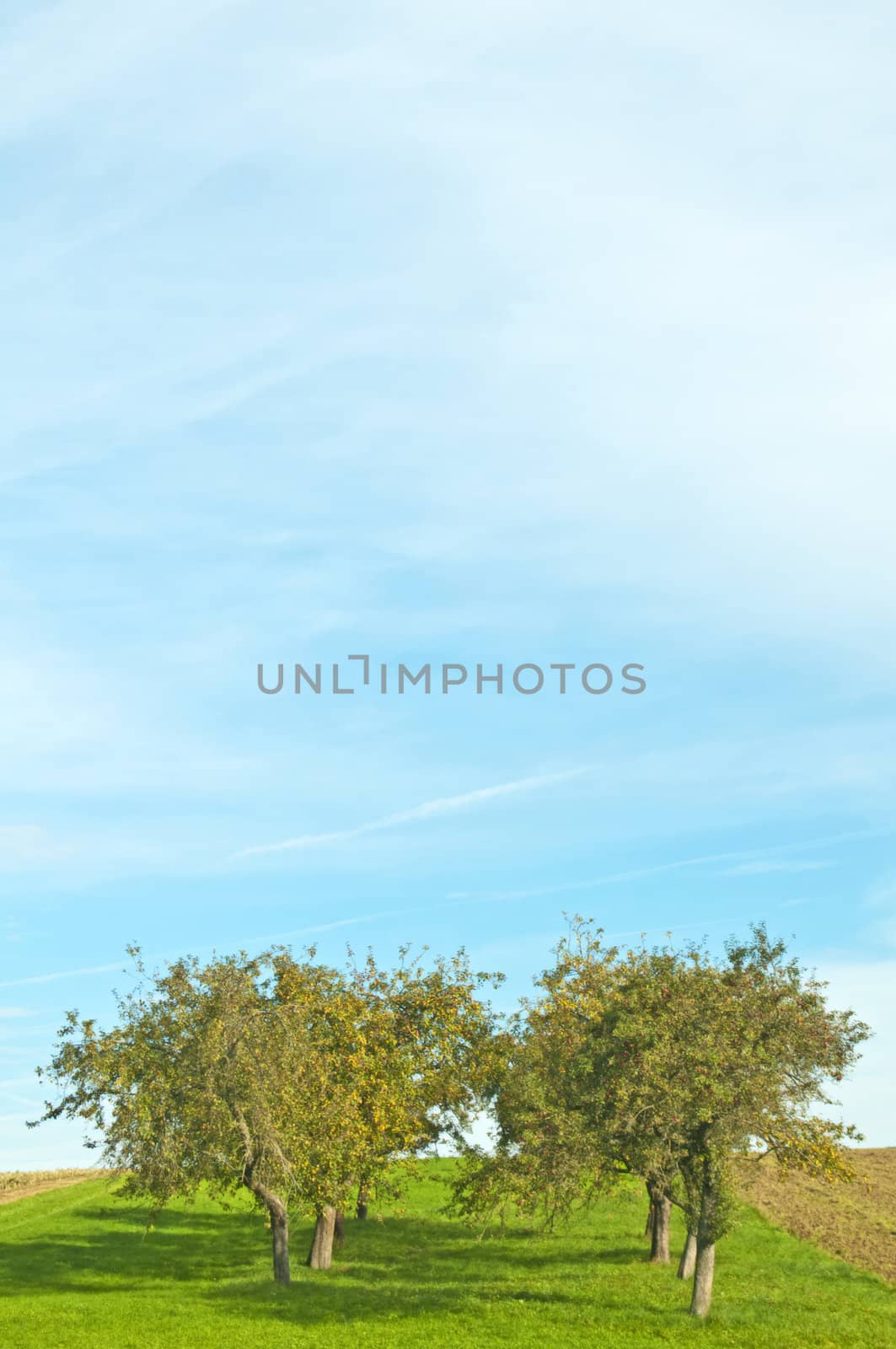 apple trees on a meadow