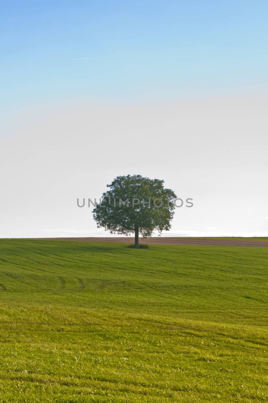 tree by Jochen