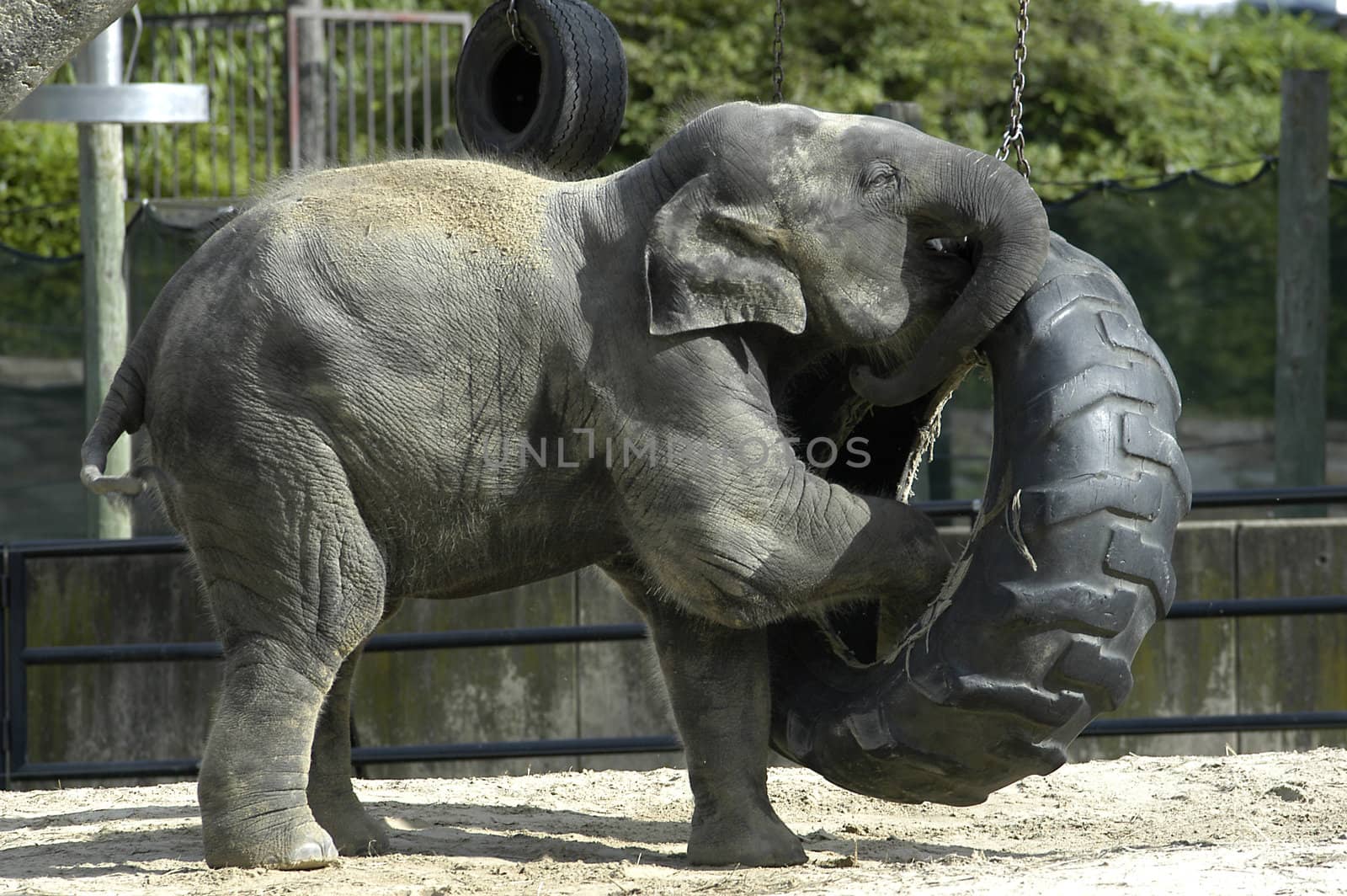 baby elephant playing with a tire swing