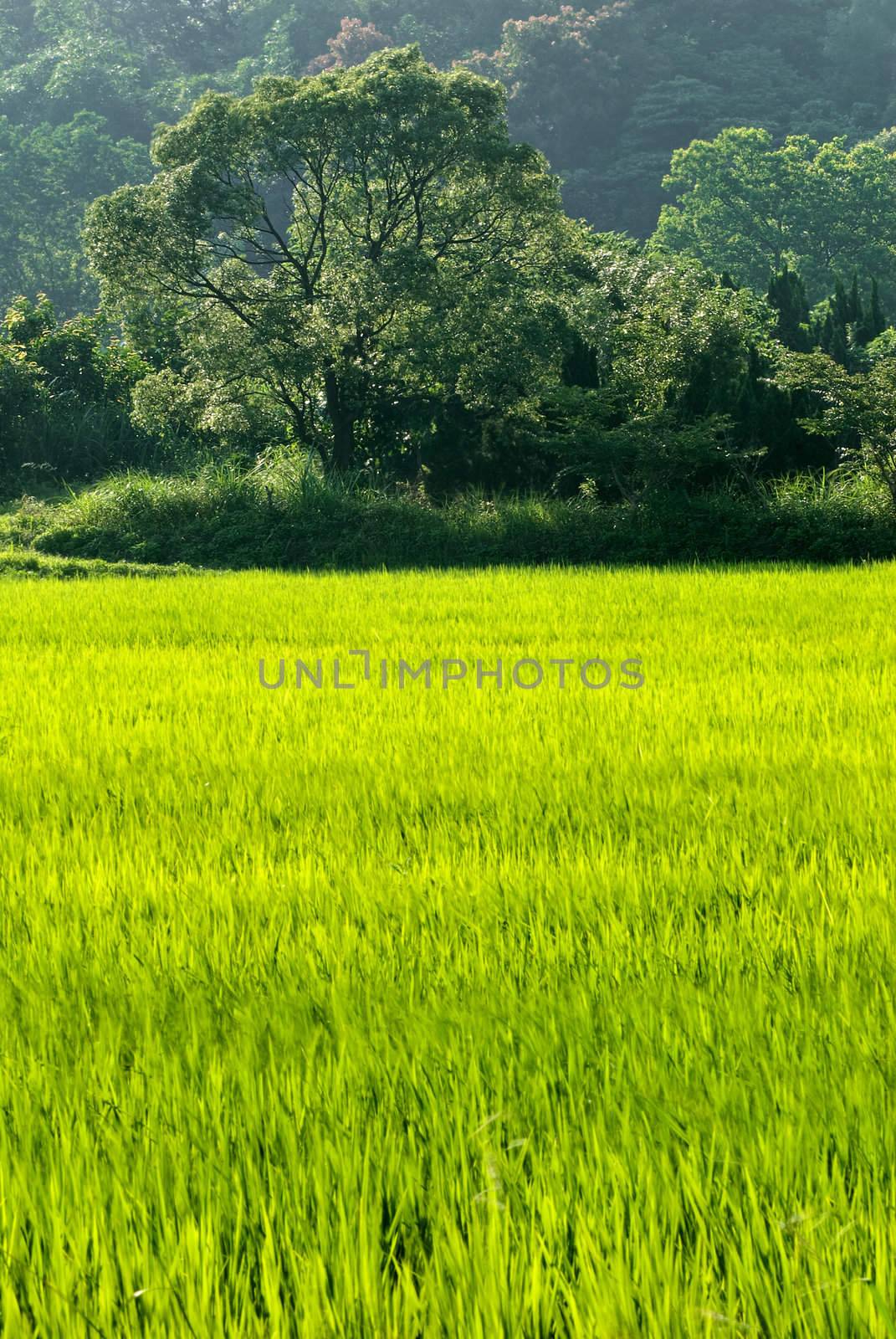 Nature landscape of rural with forest and trees and grass in daytime.