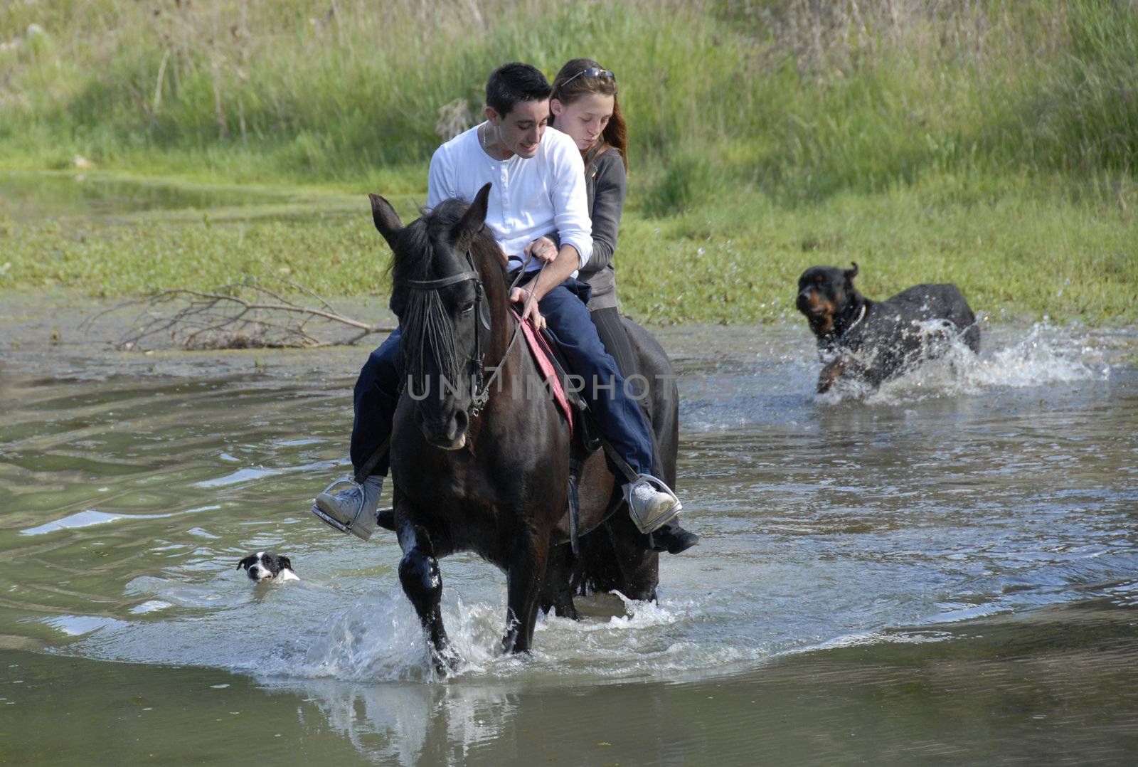 riding lovers on a black stallion in a river with two dogs