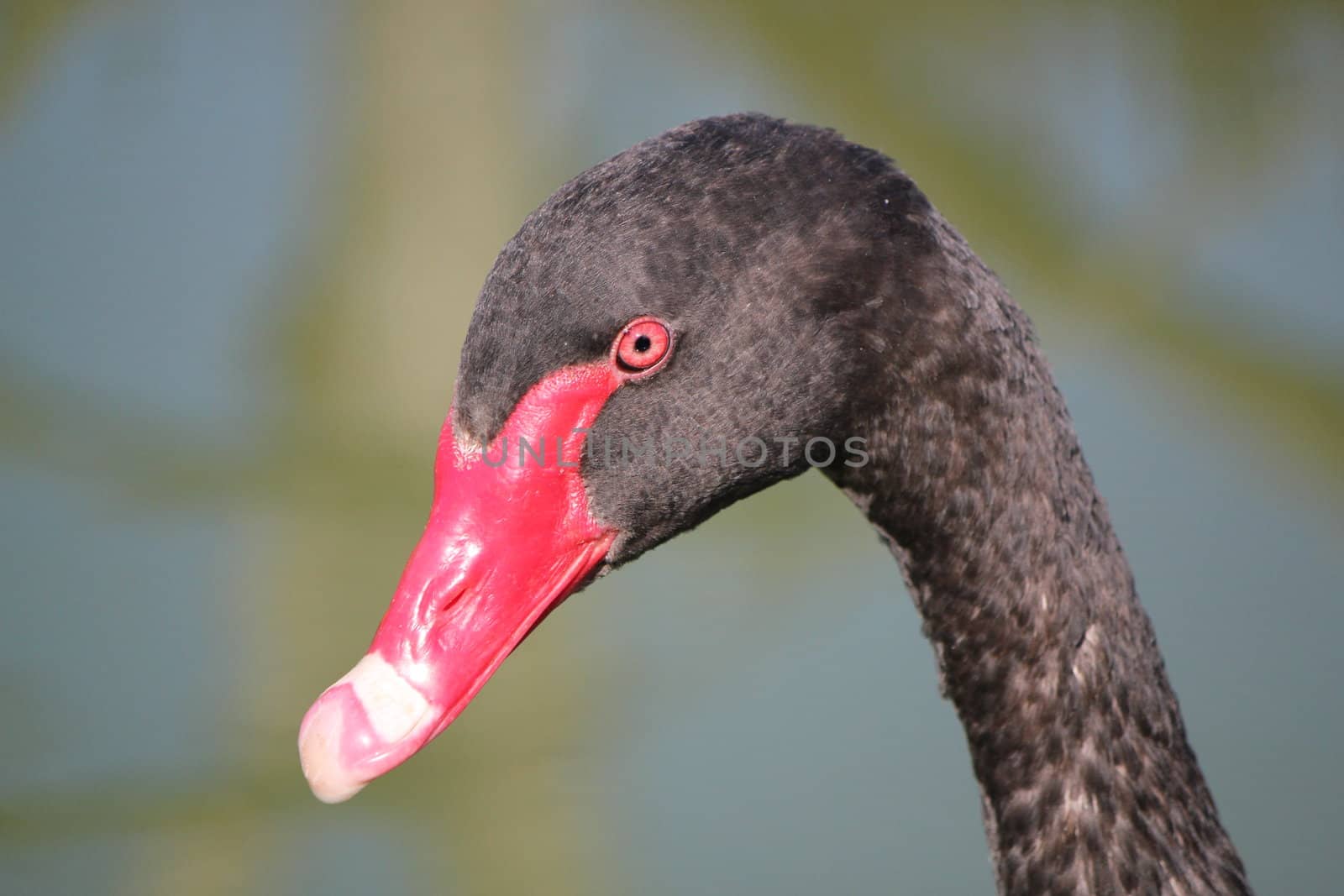 Head of a black swan with red beak and eye