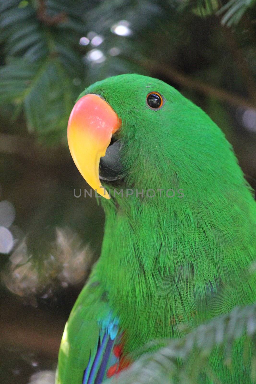 parrot eclectus green and orange and yellow