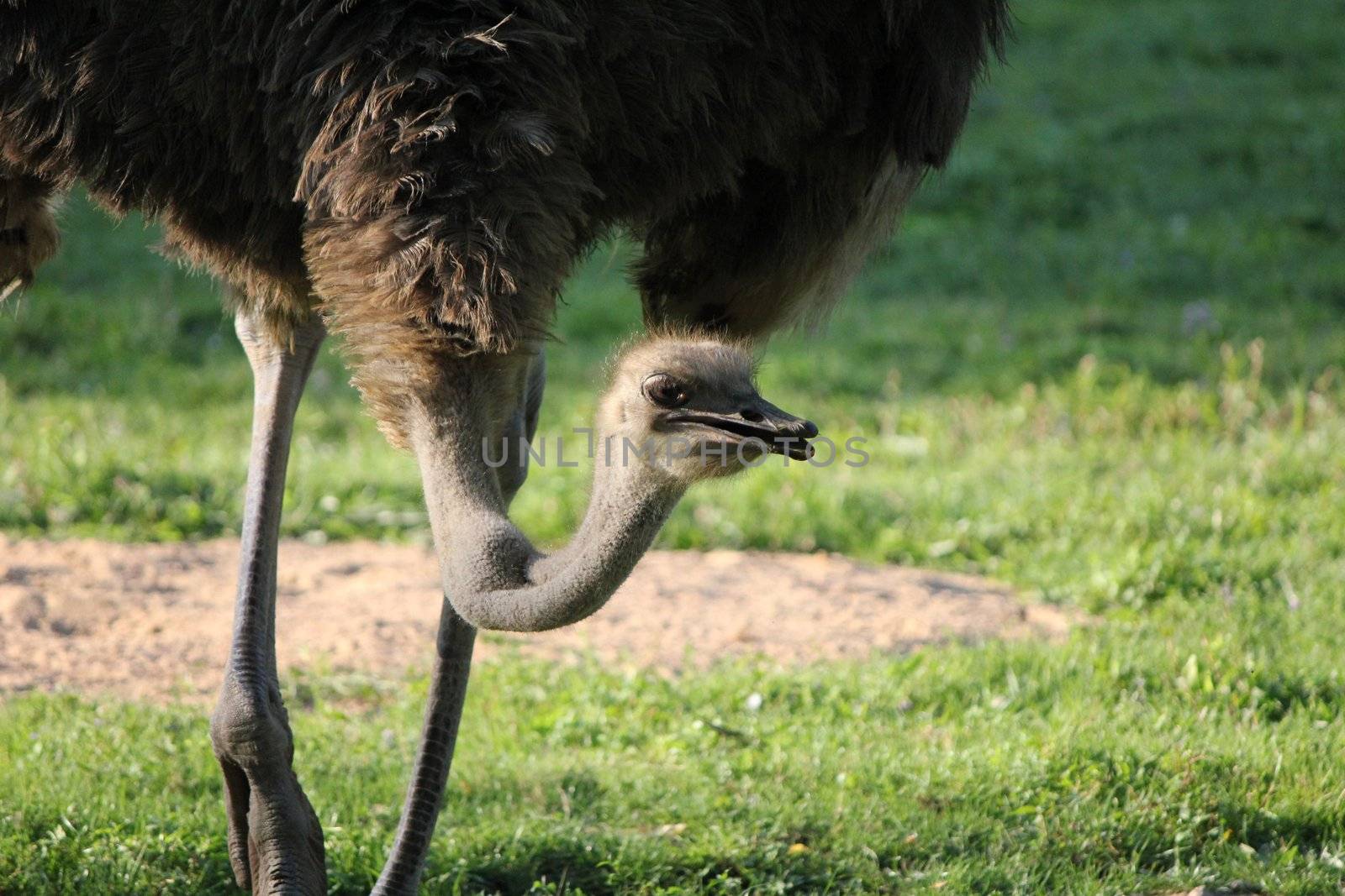 ostrich by mariephotos