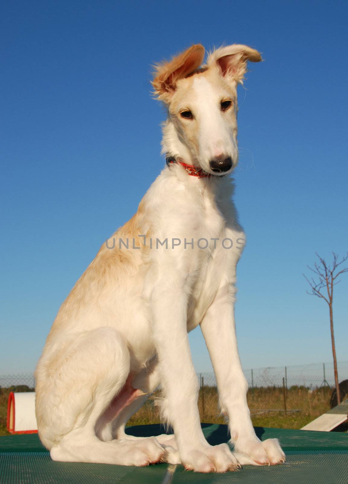 young puppy purebred greyhoung borzoi or russian wolfhound