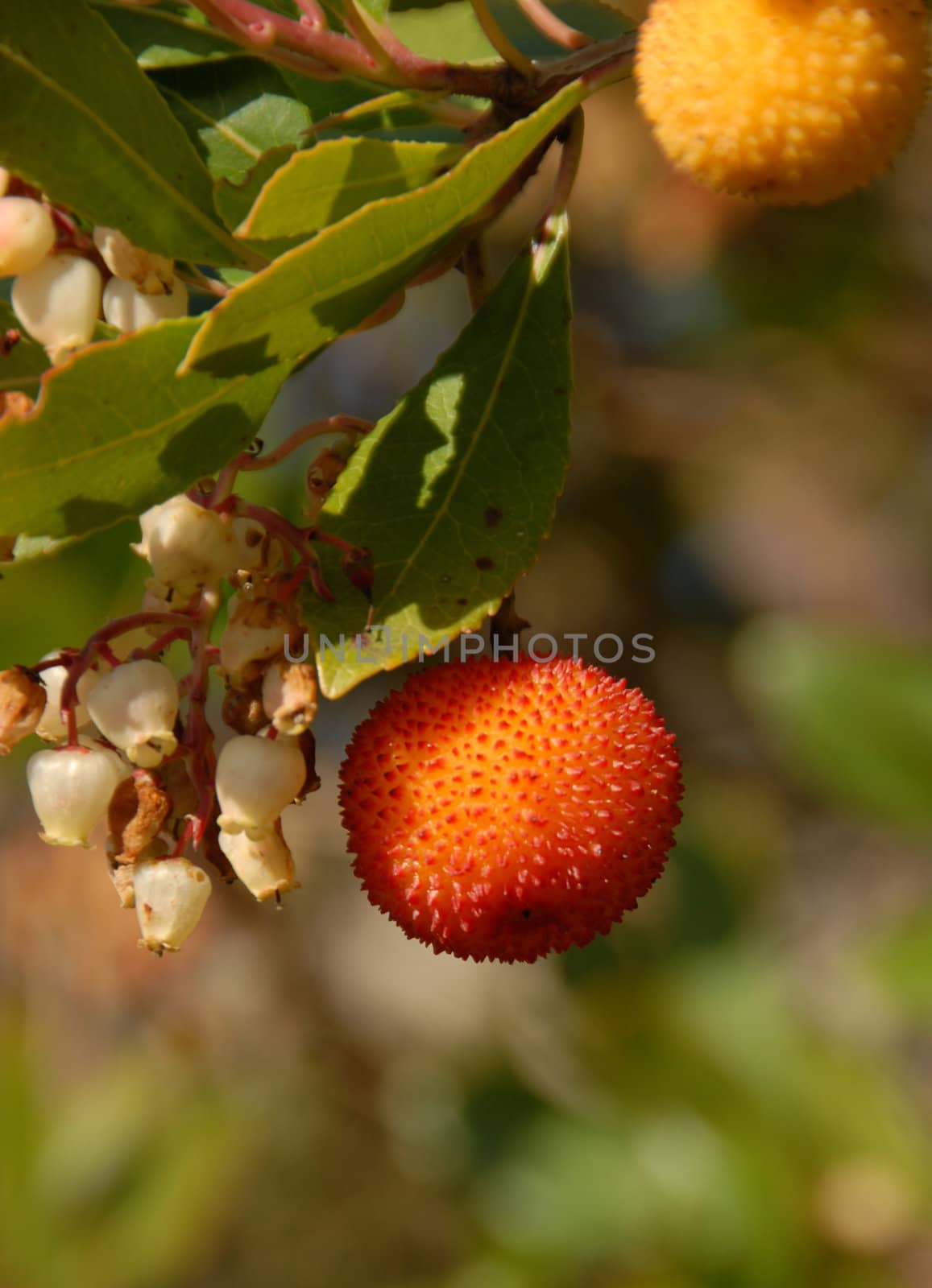 arbousier, tree in the south of France (Arbustus unedo)