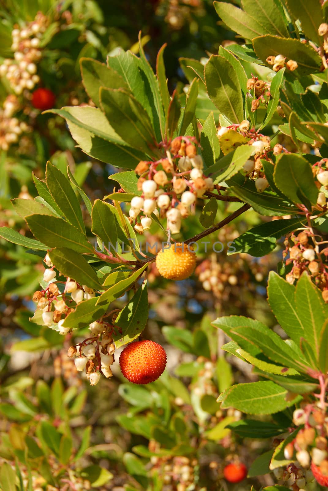 arbousier, tree in the south of France (Arbustus unedo). focus on the red fruit.