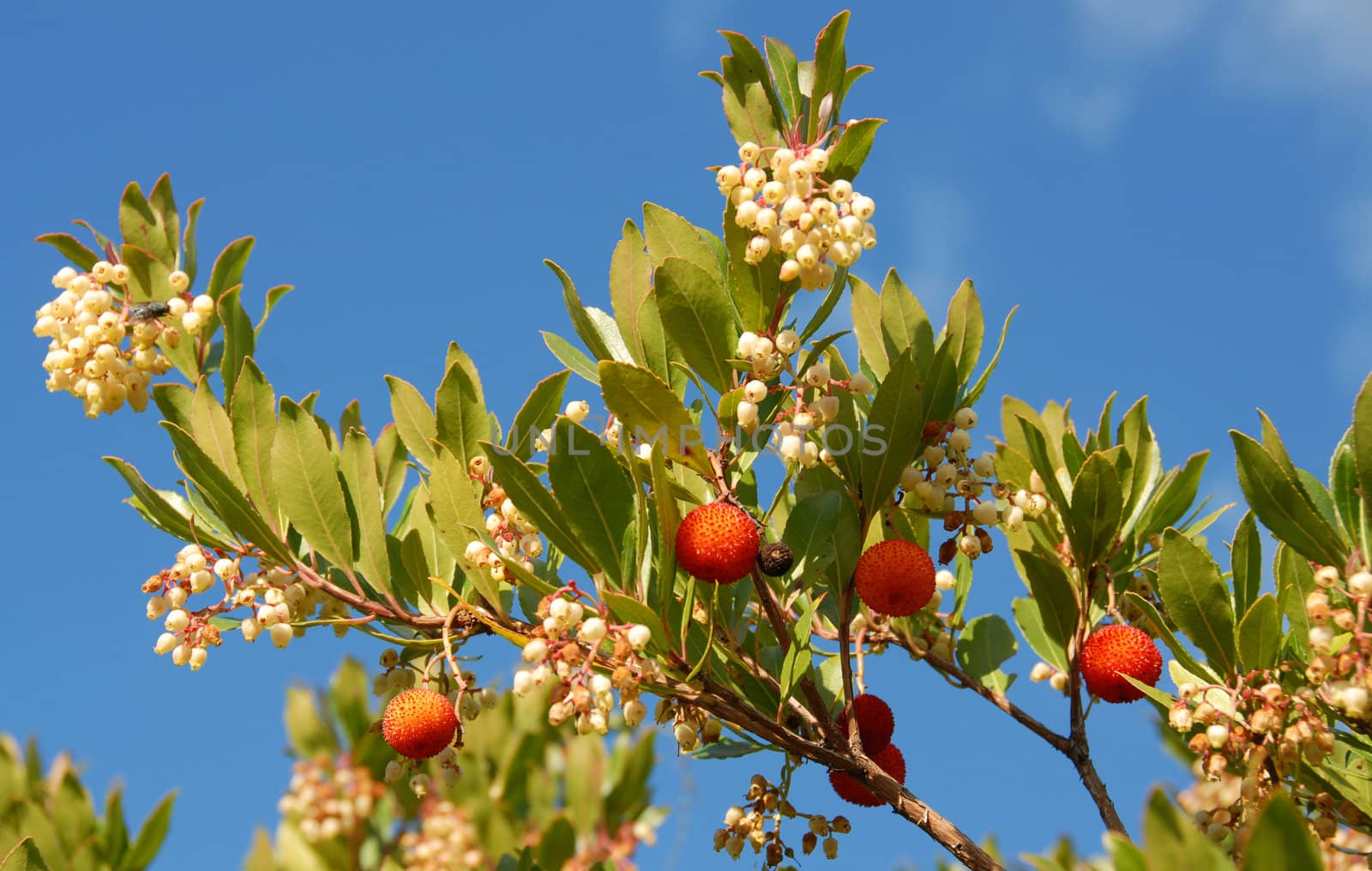 arbousier, tree in the south of France (Arbustus unedo), in Languedoc Roussillon