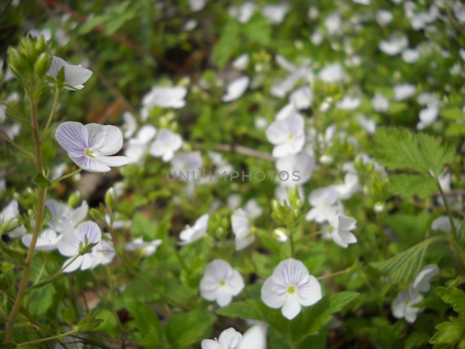 Flower; a plant; spring; flowering, a wood; macroshooting; flora