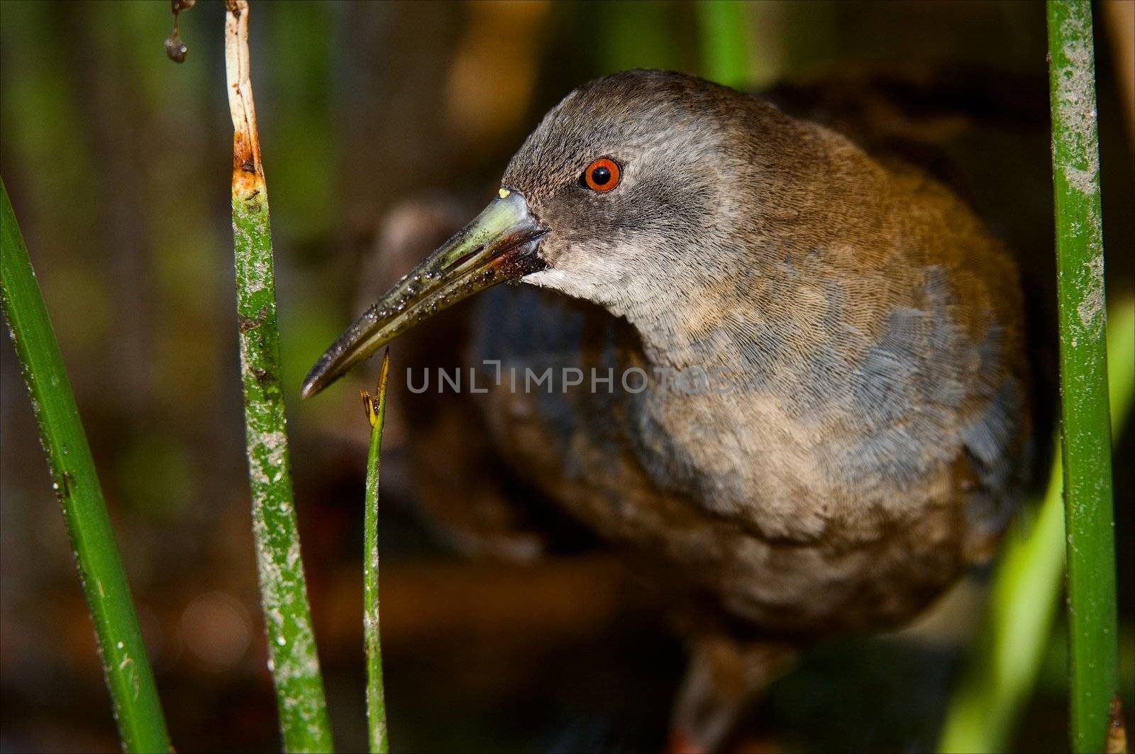 The Virginia Rail. (Rallus limicola)  by SURZ