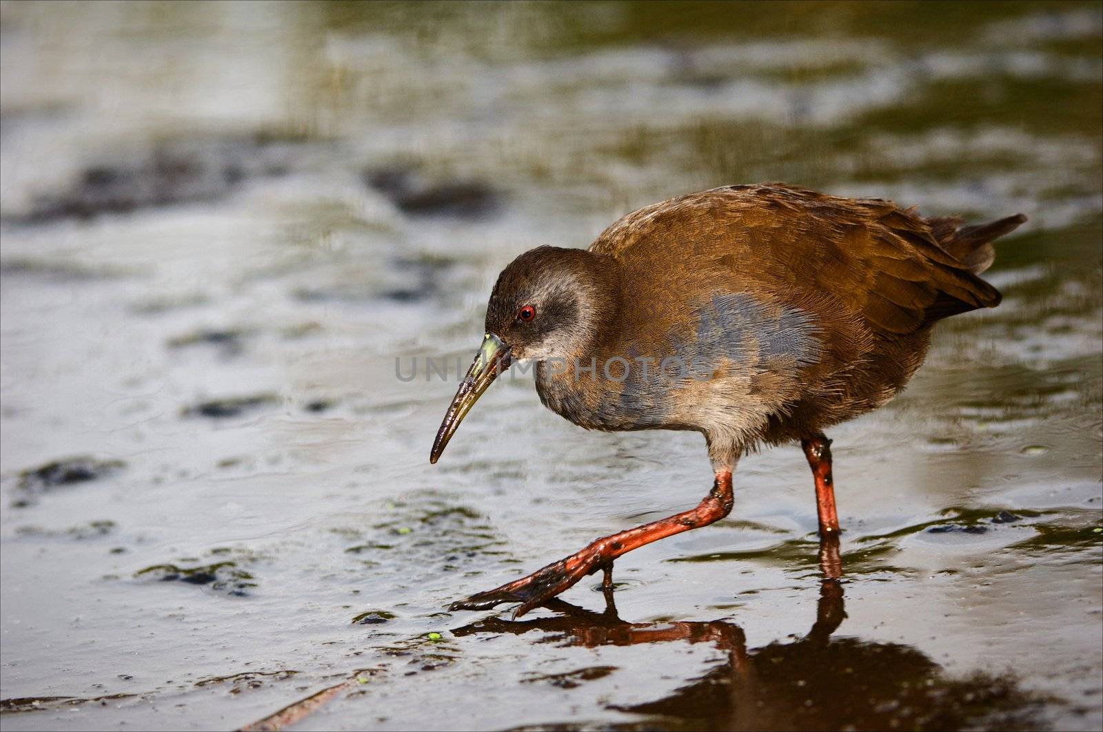 The Virginia Rail. (Rallus limicola)  by SURZ