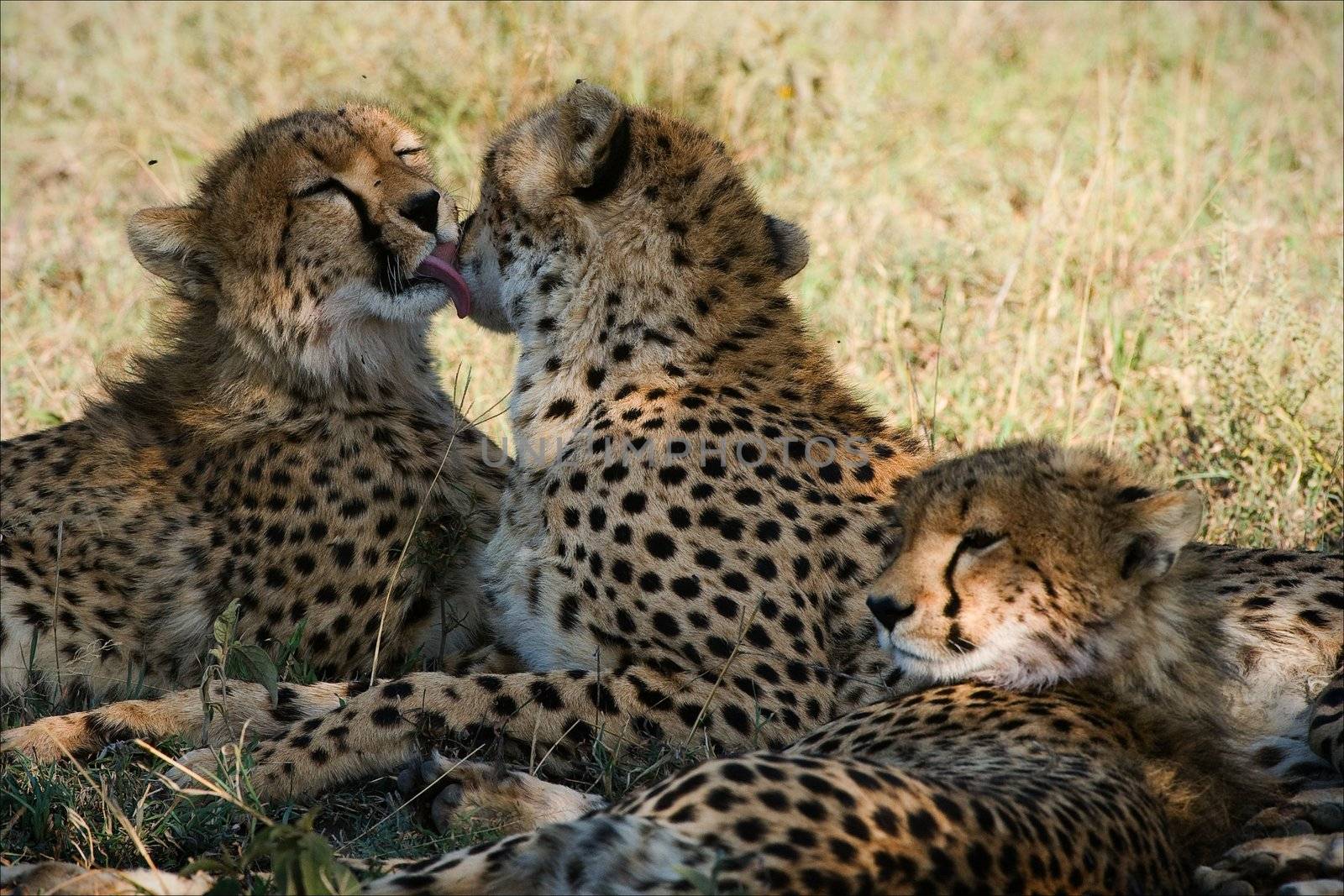 The third superfluous. One cheetah licks another, the third sadly lies near.