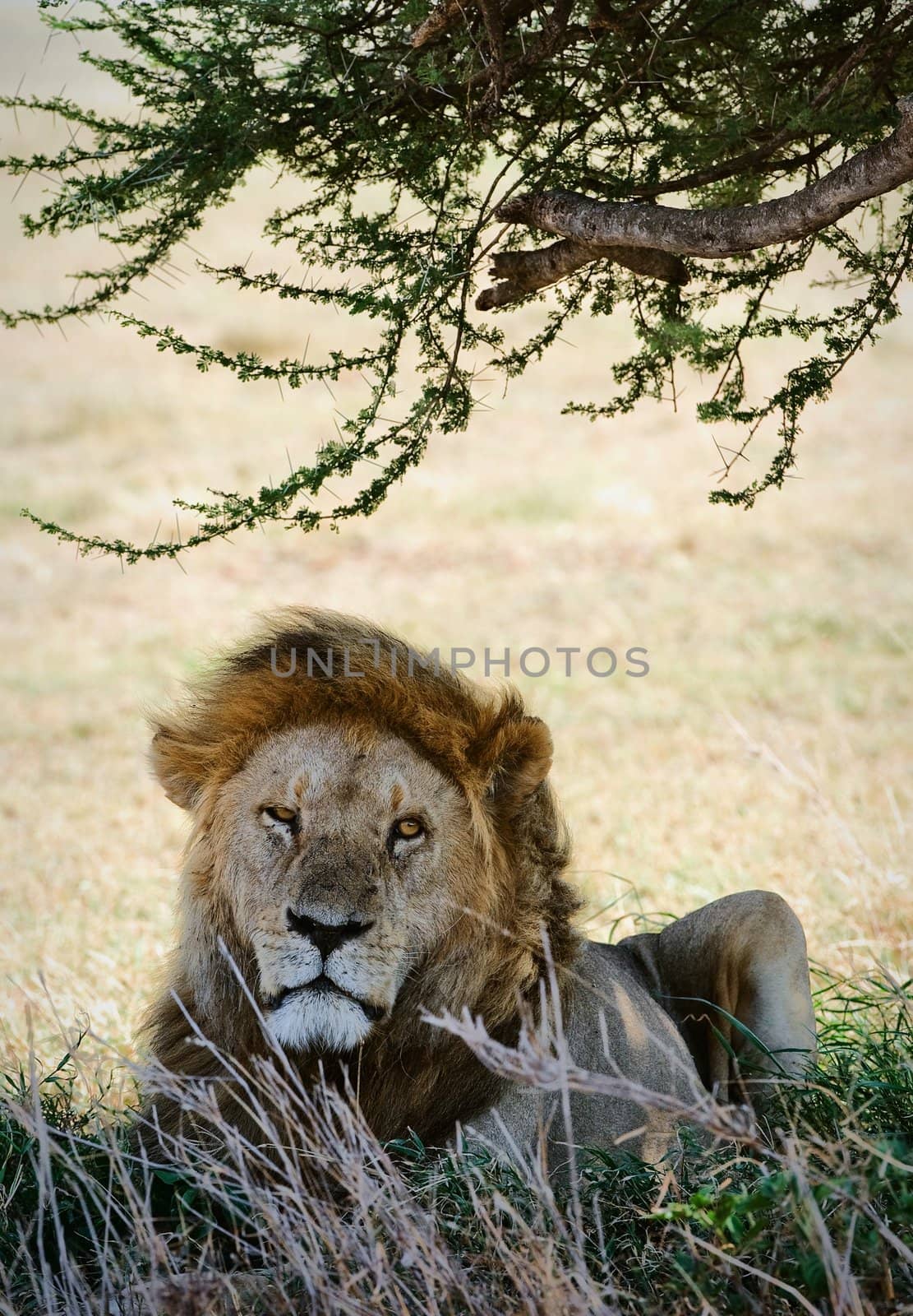 Portrait of a lion. by SURZ