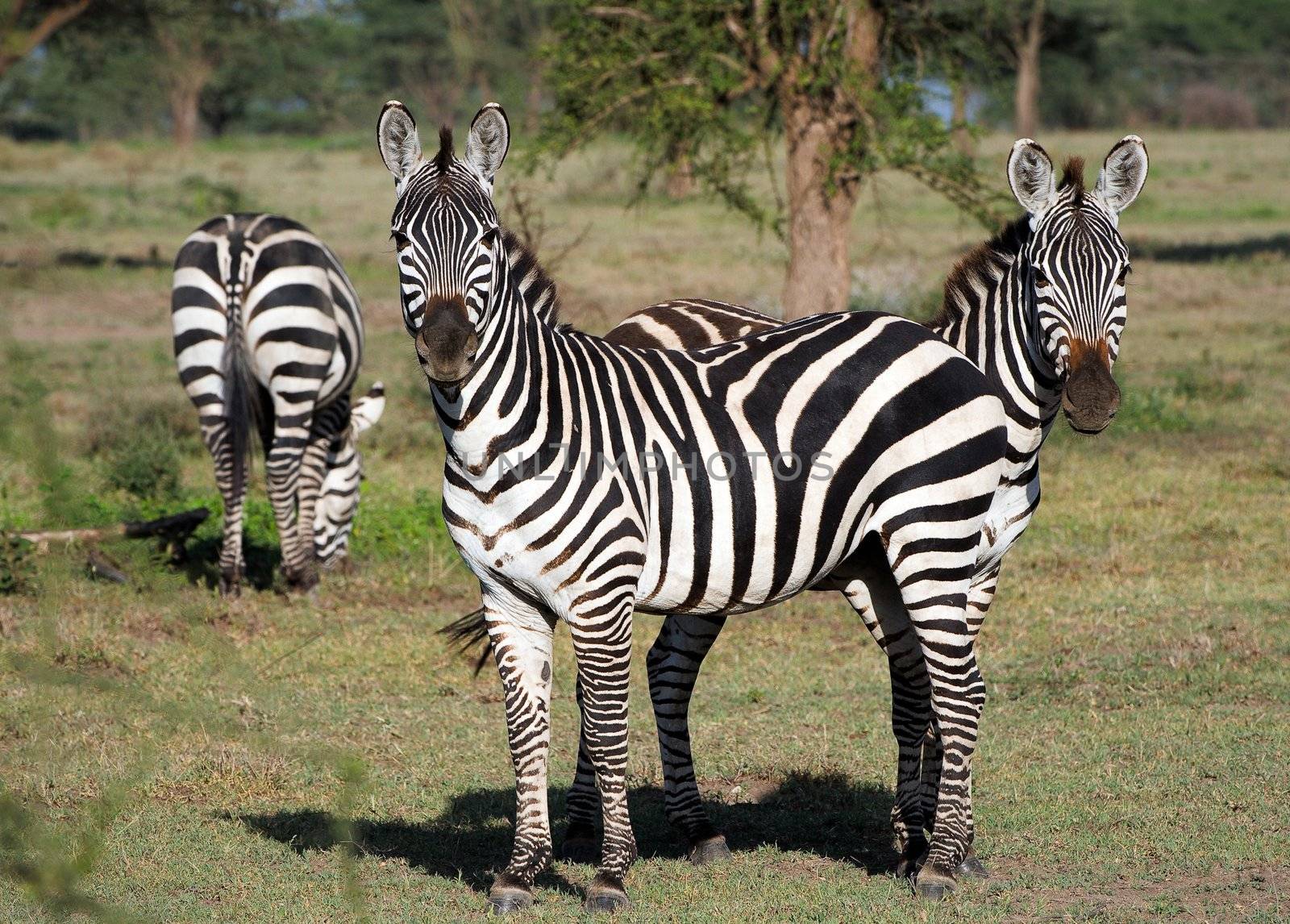 Two zebras stand one for another, as one with two heads. A green background.