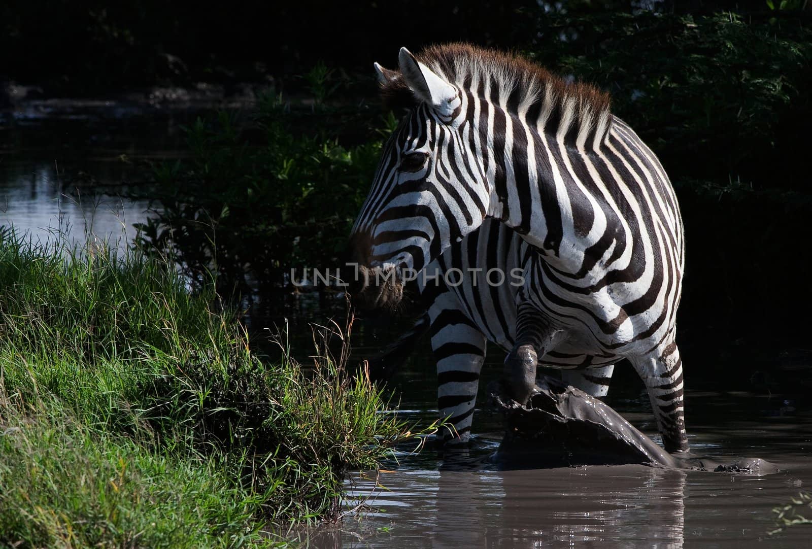  Against a dark background the zebra moves on water lifting splashes.