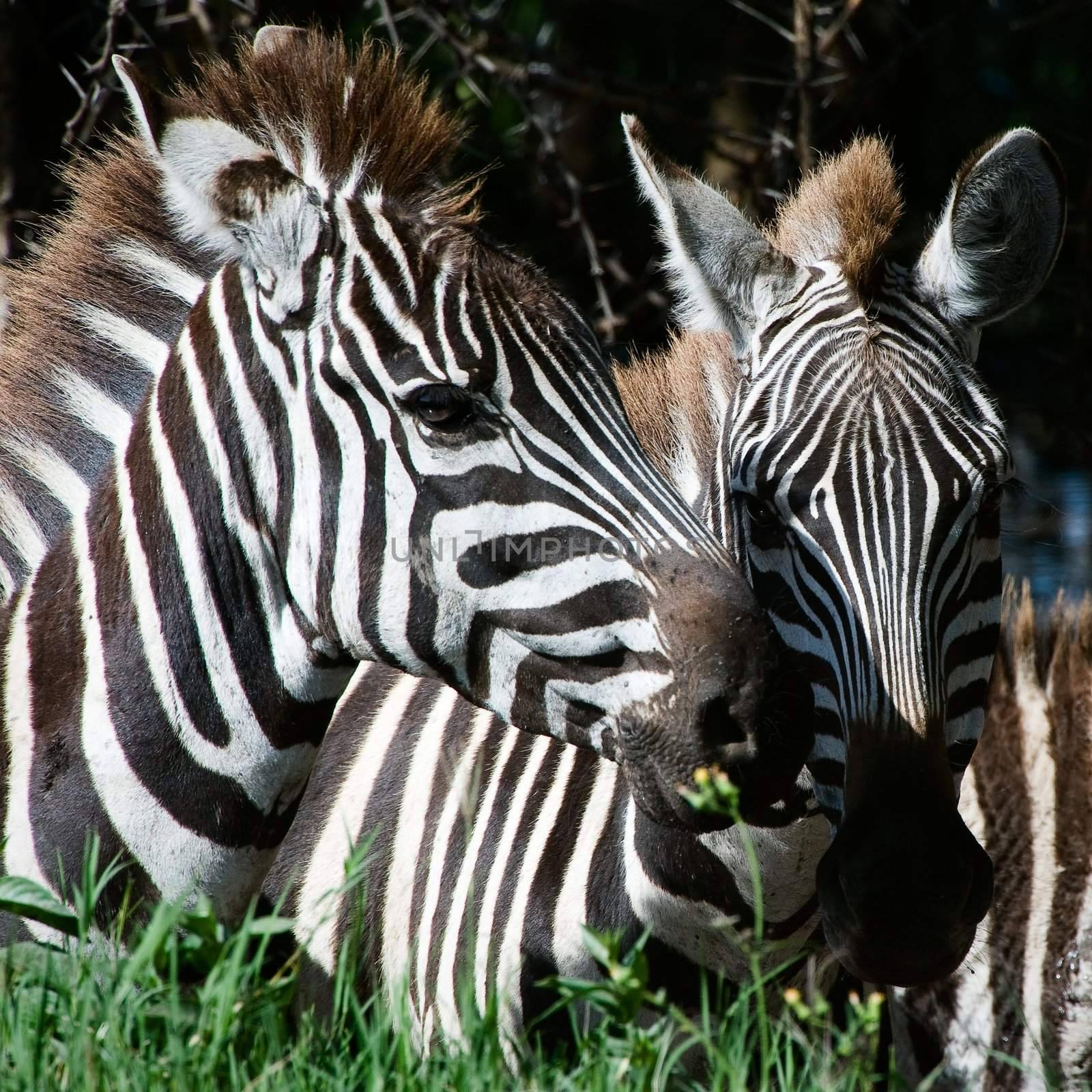 Double portrait of zebras. Two heads of a zebra close up against a dark background.