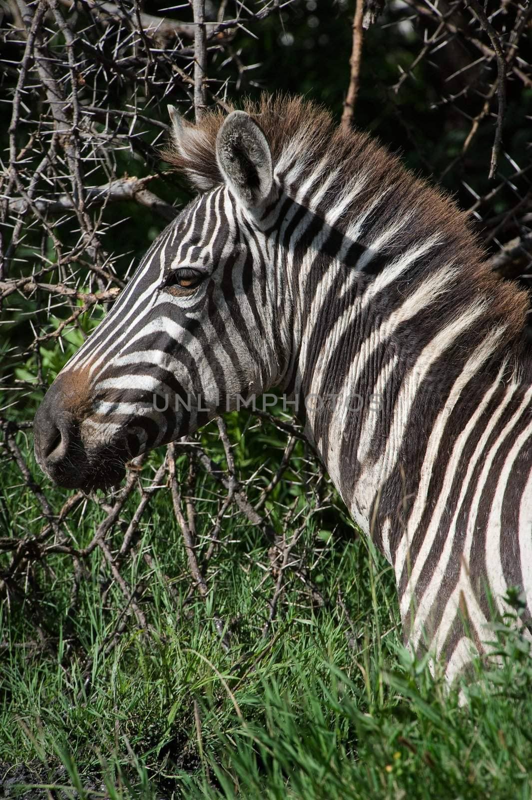 Portrait of a zebra. A head of a zebra close up on a dark green background.