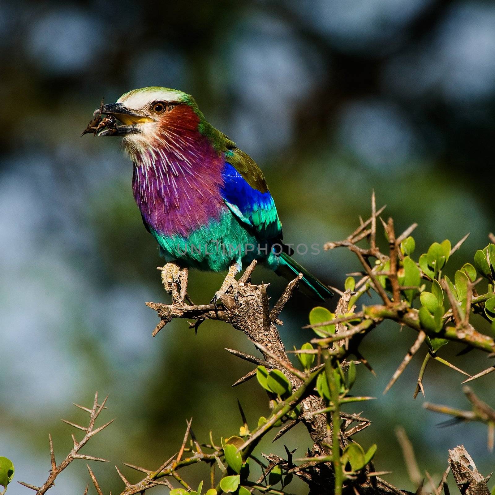 The bright colourful bird sits on a branch and holds in a beak of a cricket. A colourful background.