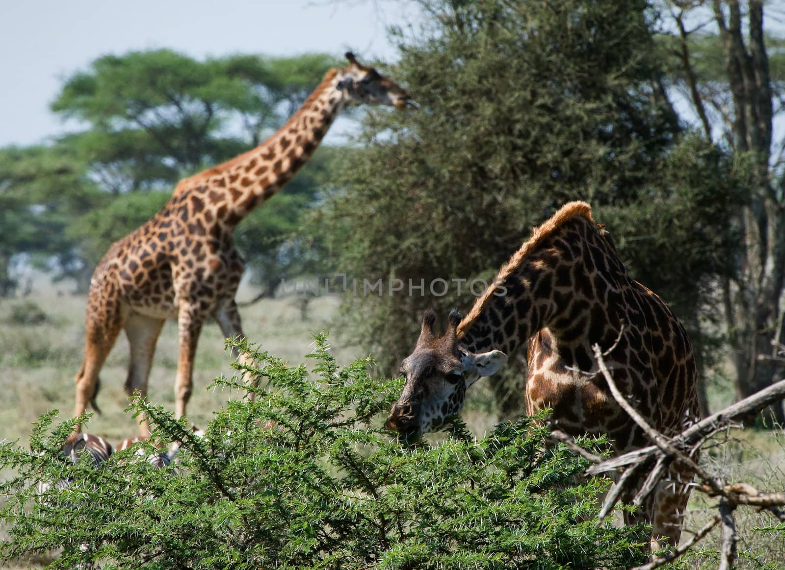 The giraffe was inclined over a bush of an acacia and has opened a mouth to break leaves.