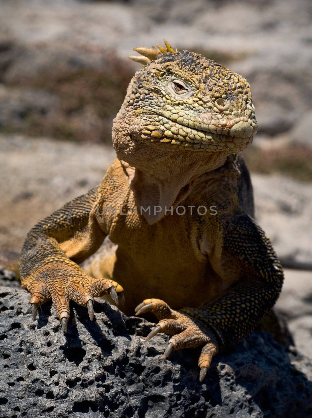 The iguana on a lava by SURZ