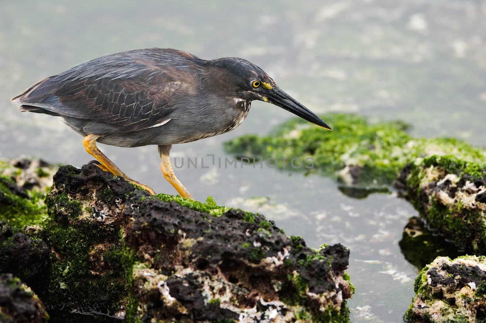 The bird goes on lava stones to the covered seaweed and tries to discover food.