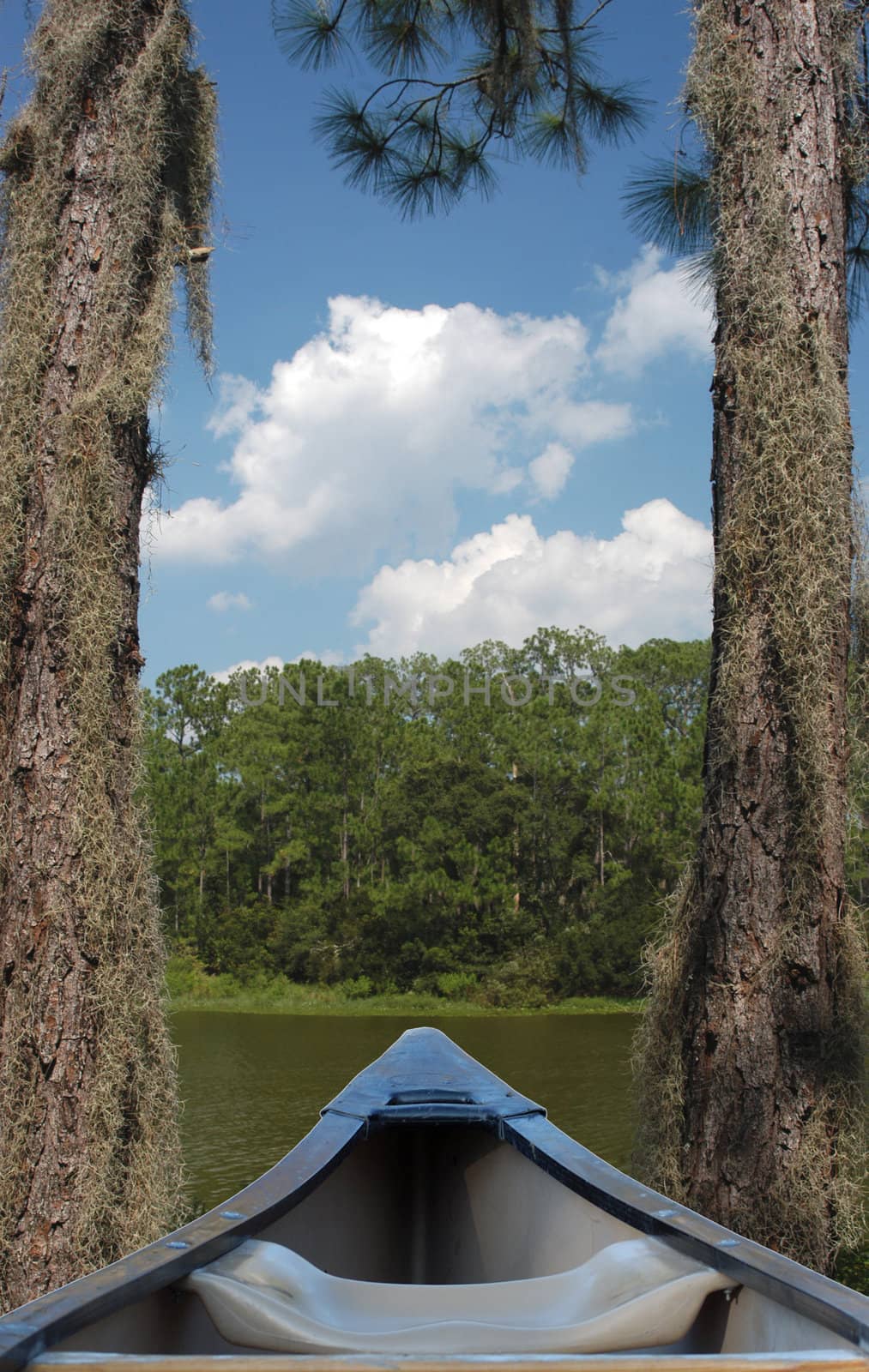 canoe stuck between trees in lake