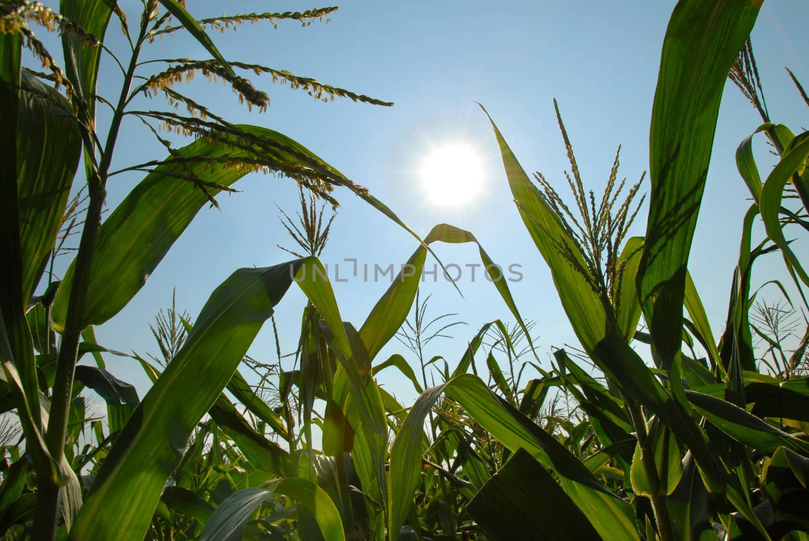 green corn plants over blue sky and sun