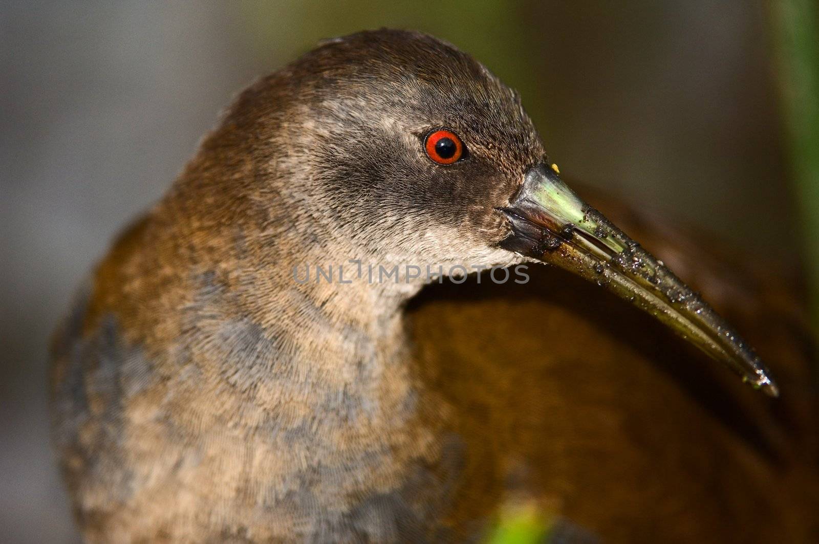 Portrait of a bird very close. A bird it is guarded looks. A dark background.