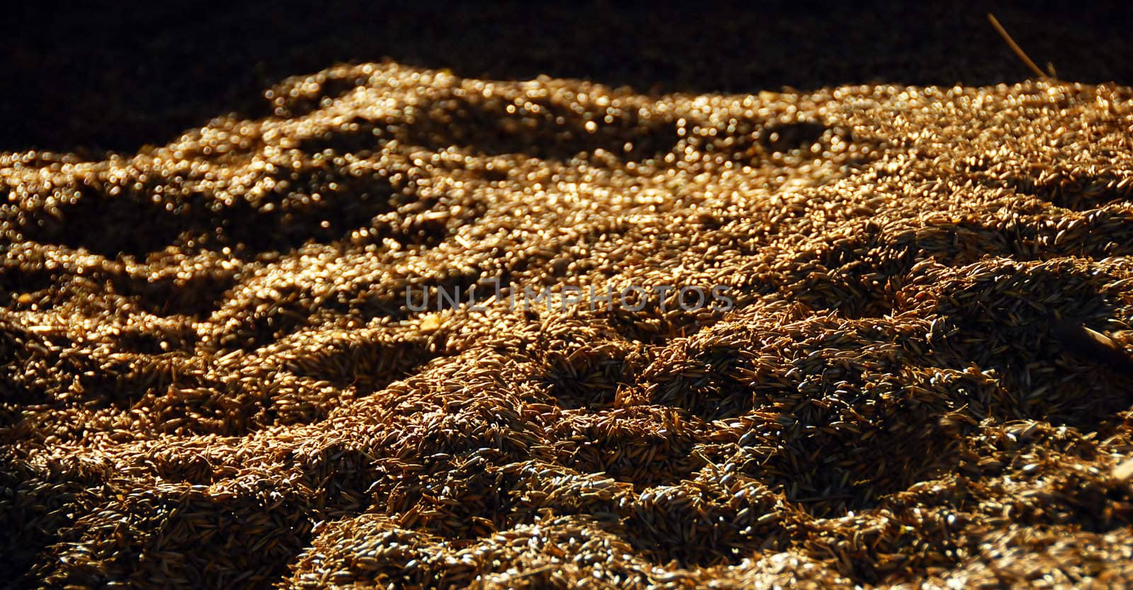 golden ripe dry wheat background with dramatic shadows
