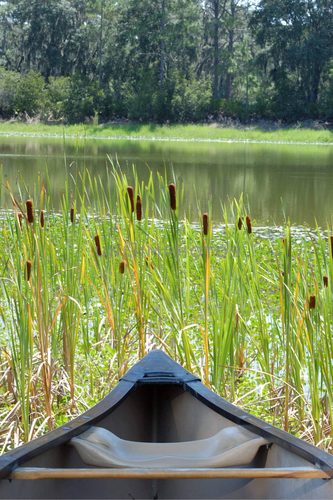 canoe  cattails by zenpix