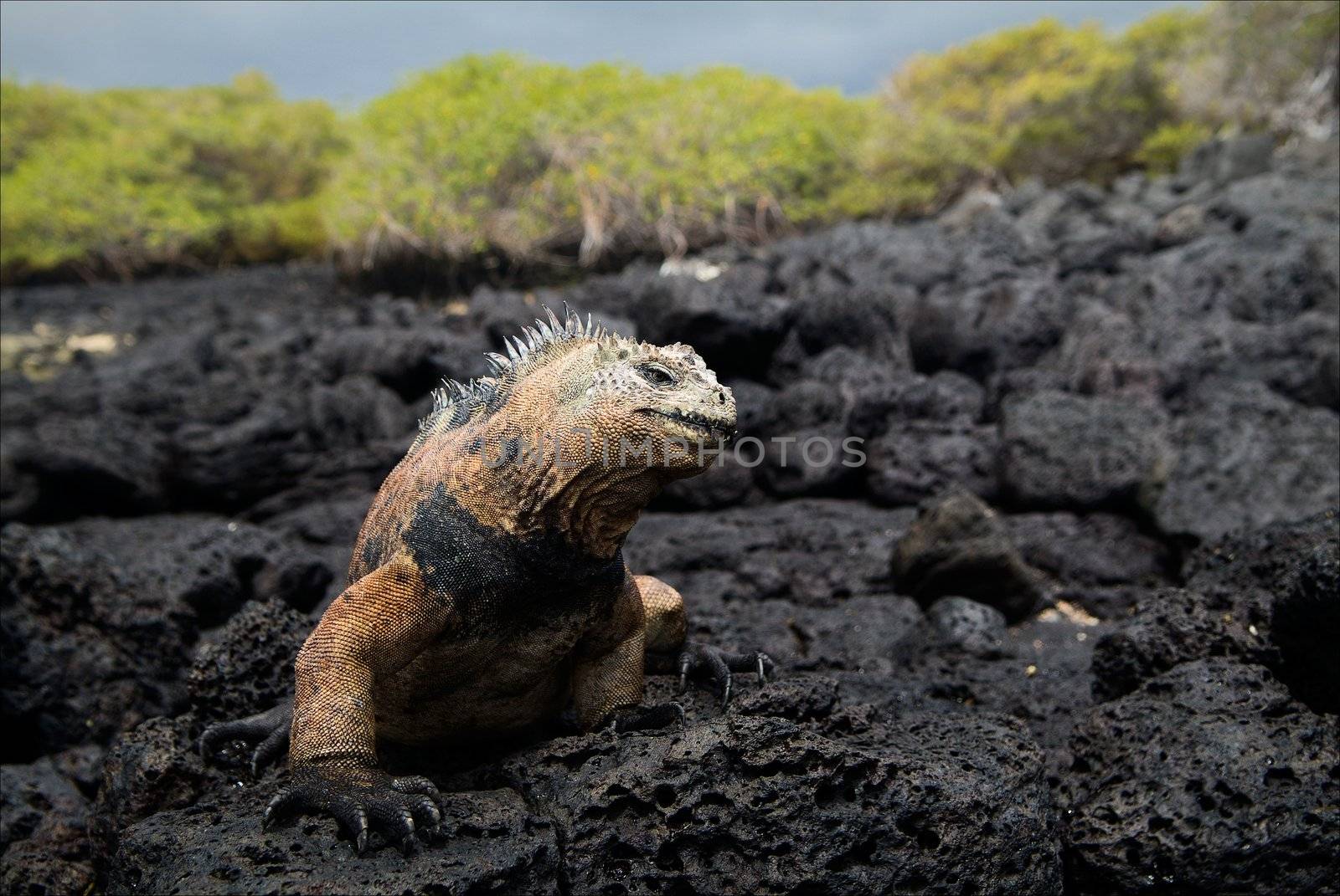 The marine  iguana poses. by SURZ