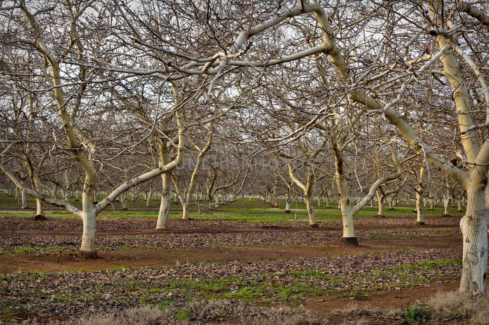 Almond Orchard with bare trees in Winter