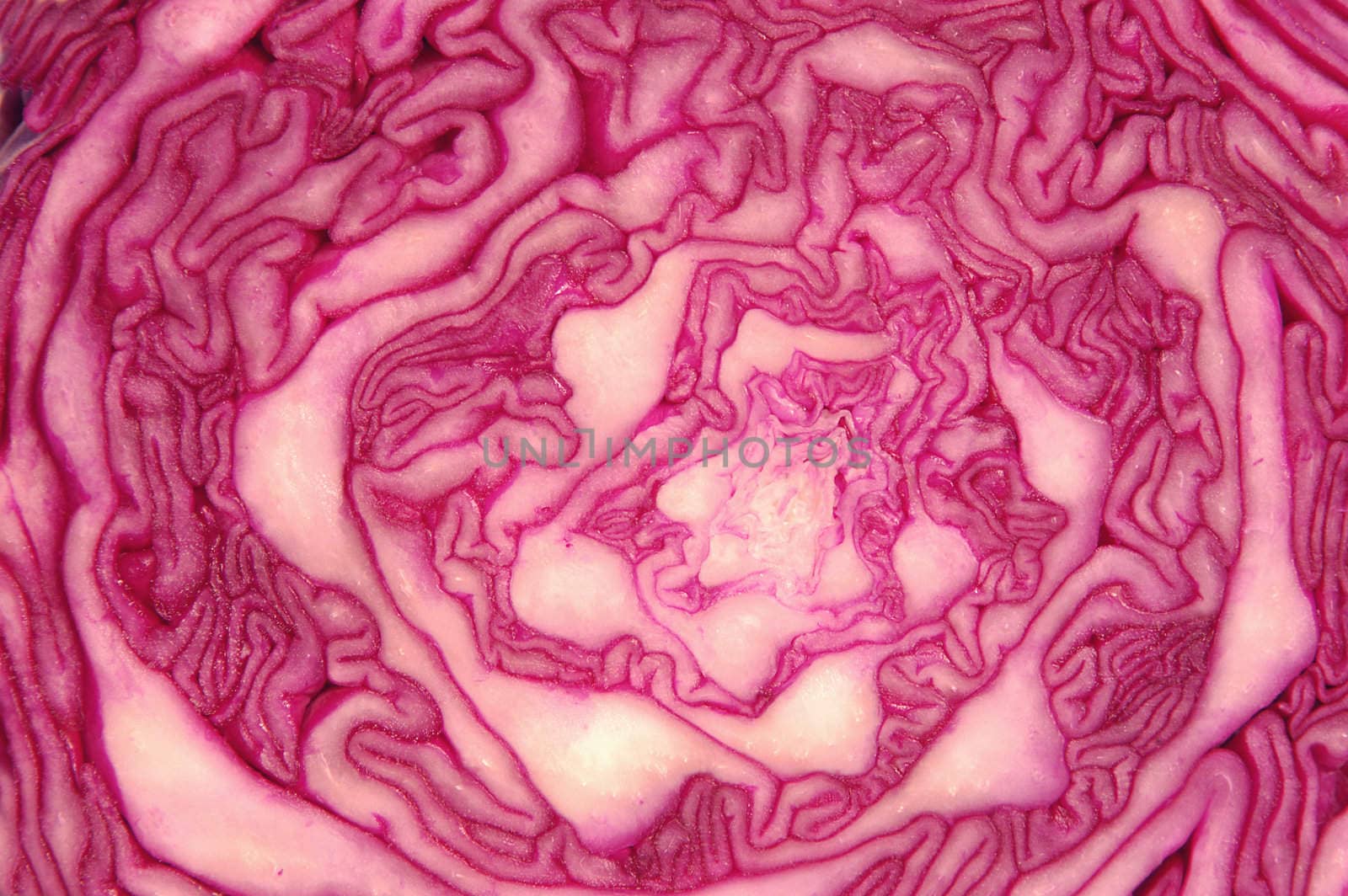 RED CABBAGE by zenpix