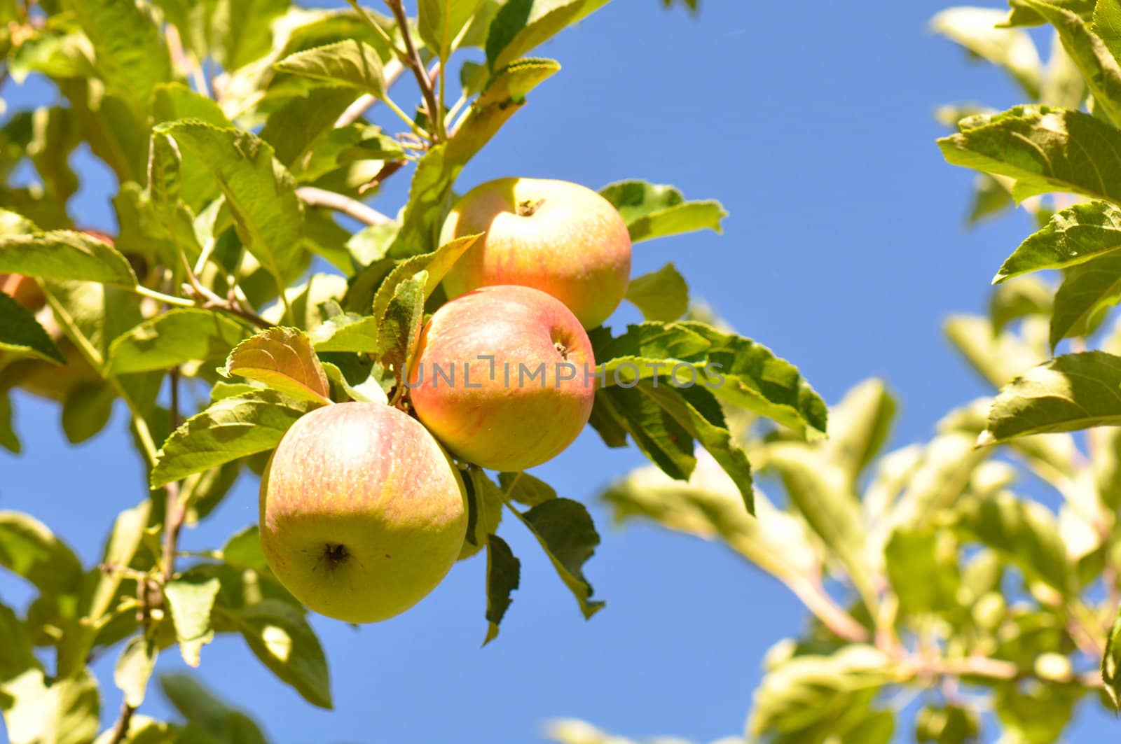 Apple on a Branch