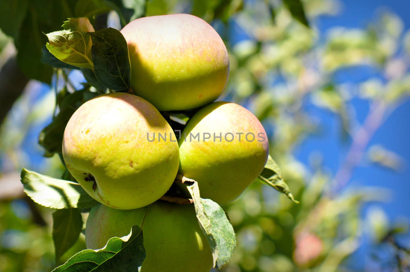 Apple on a Branch