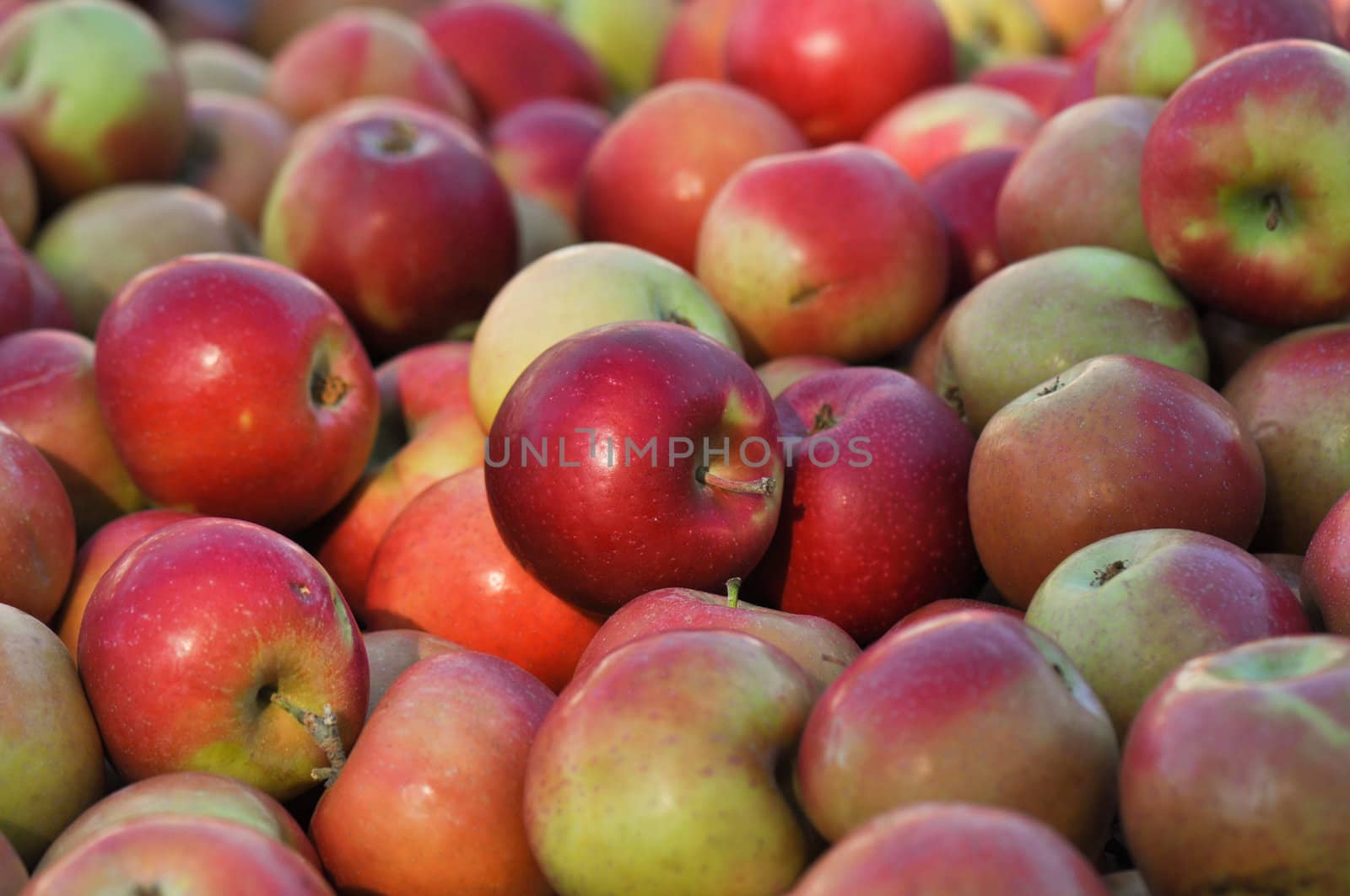 Delicious Apples ready to be purchased at the market