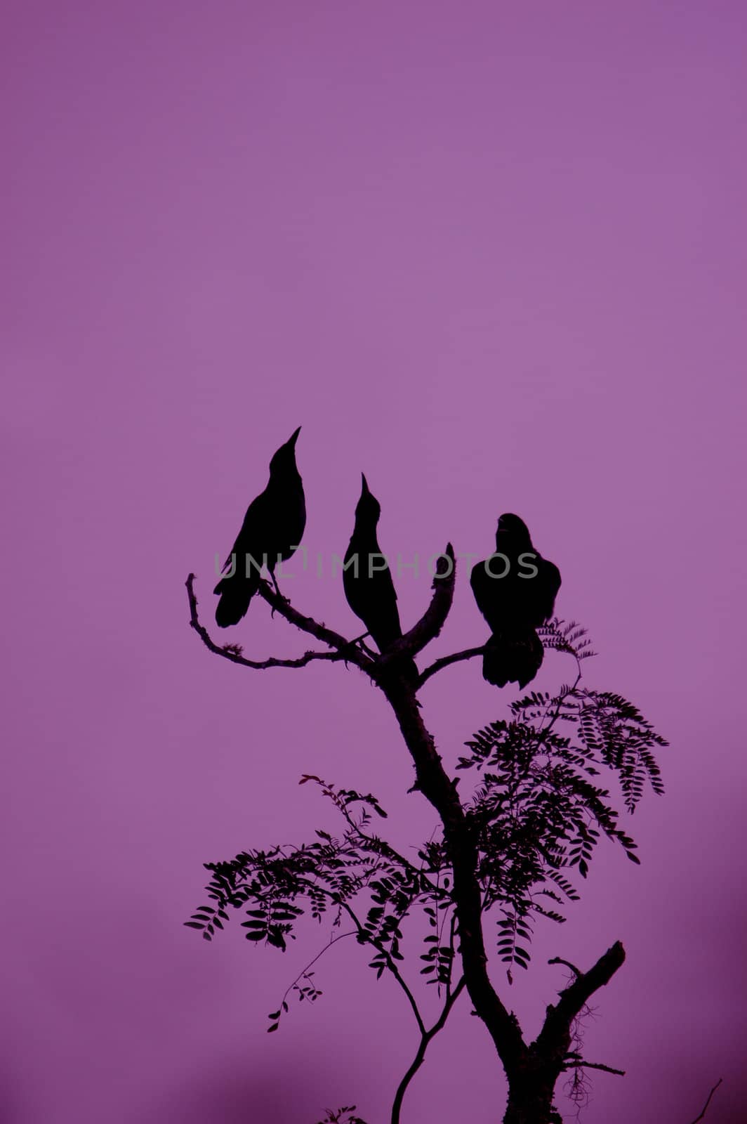 three crows on a tree