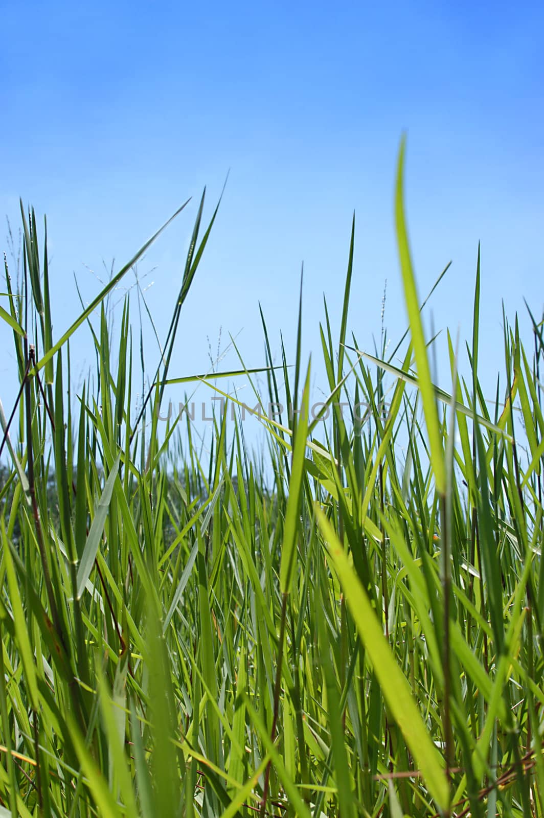 close up of grass and blue sky