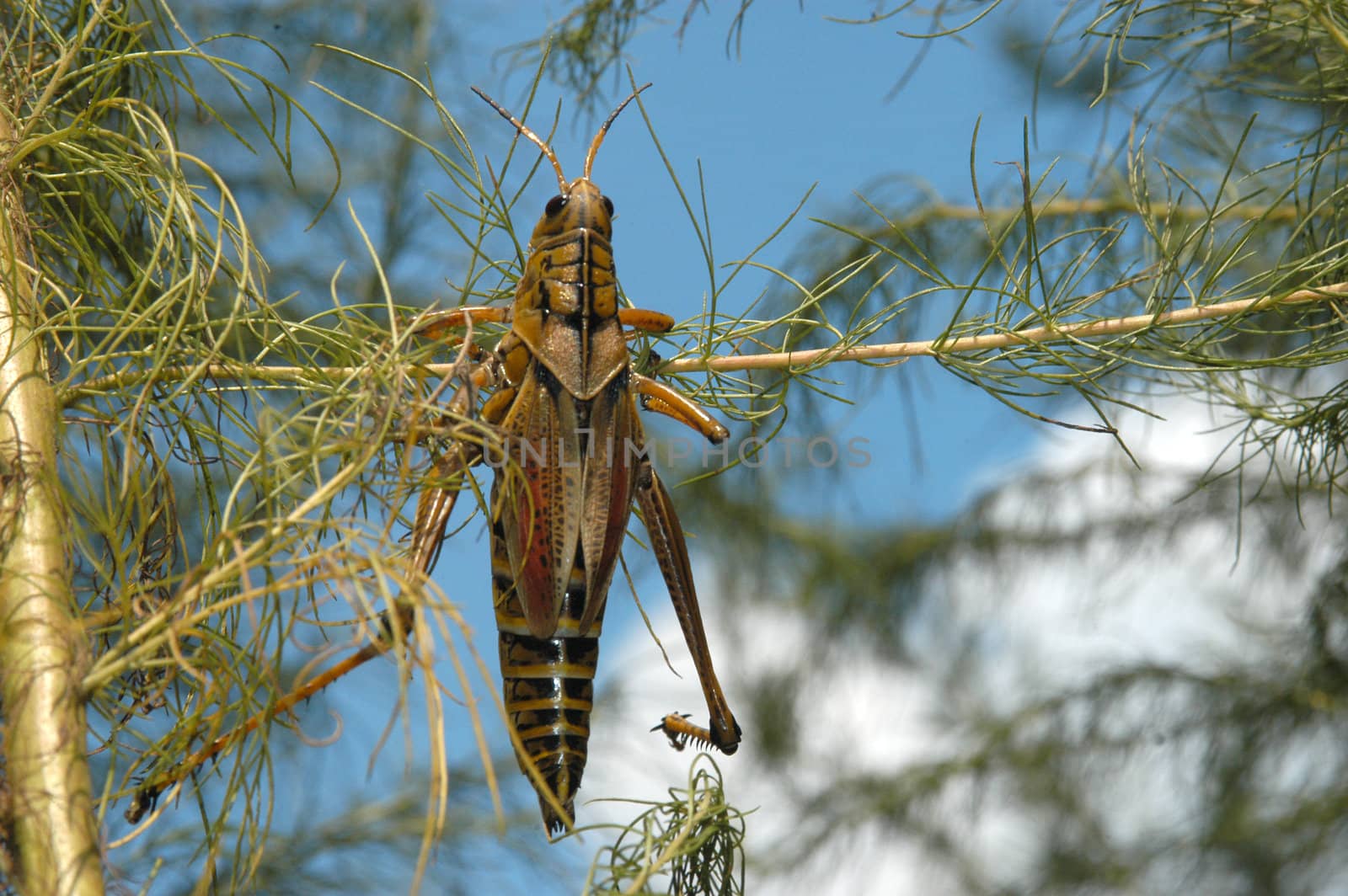 grass hopper hanging onto a tree branch close up macro view