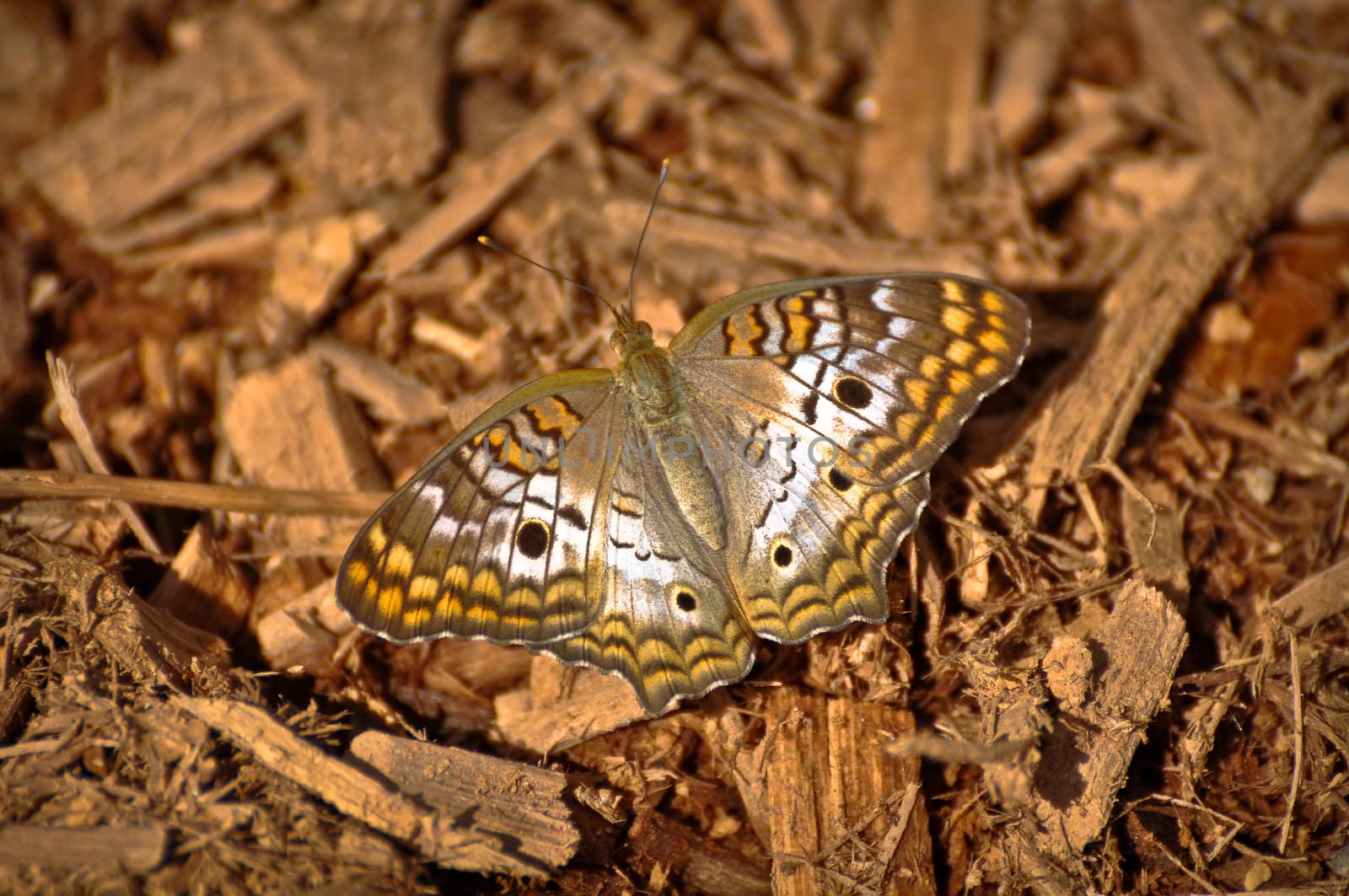 Buckeye Butterfly resting on bark background