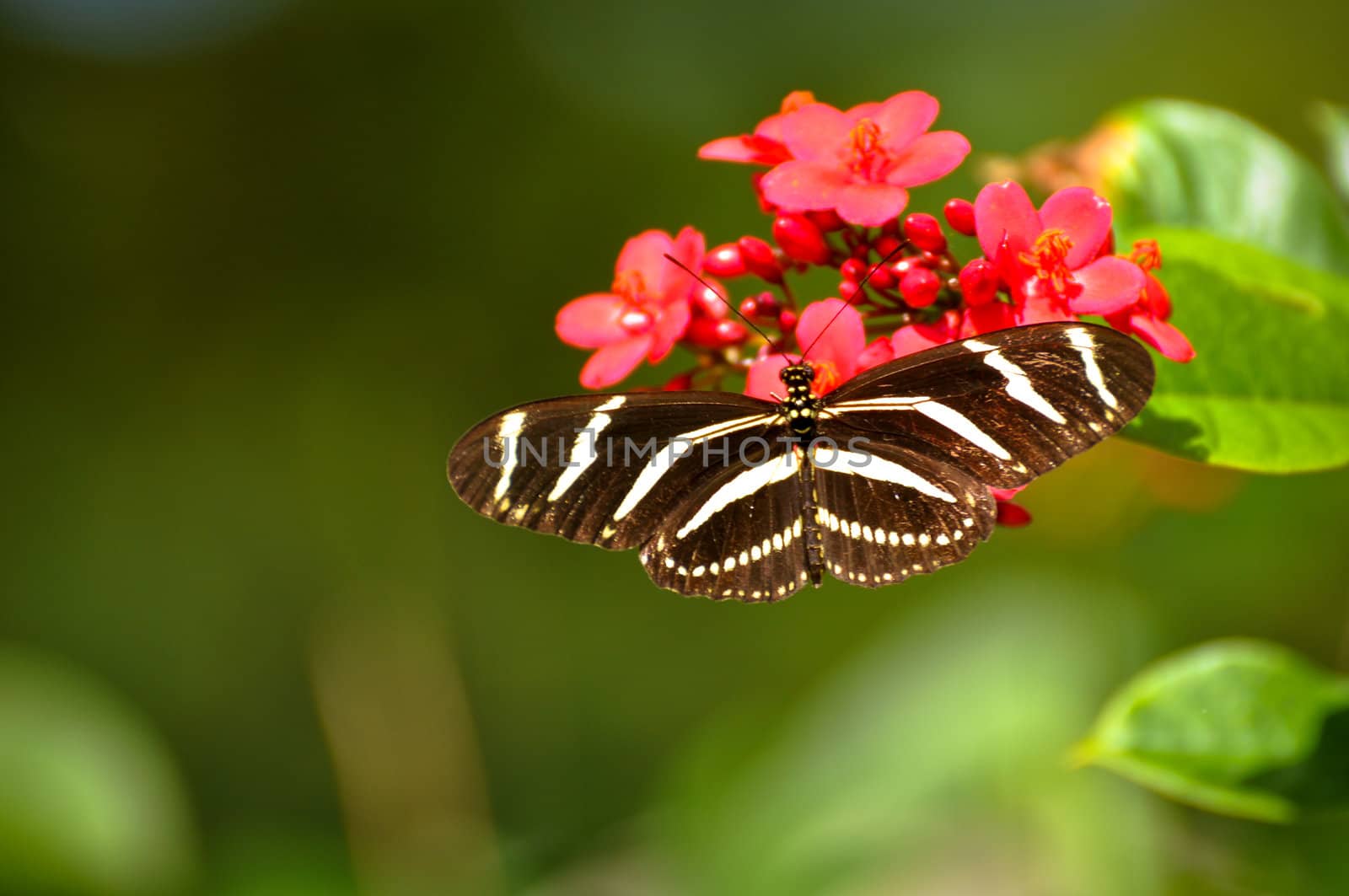 Beautiful Butterly resting on a pink flower