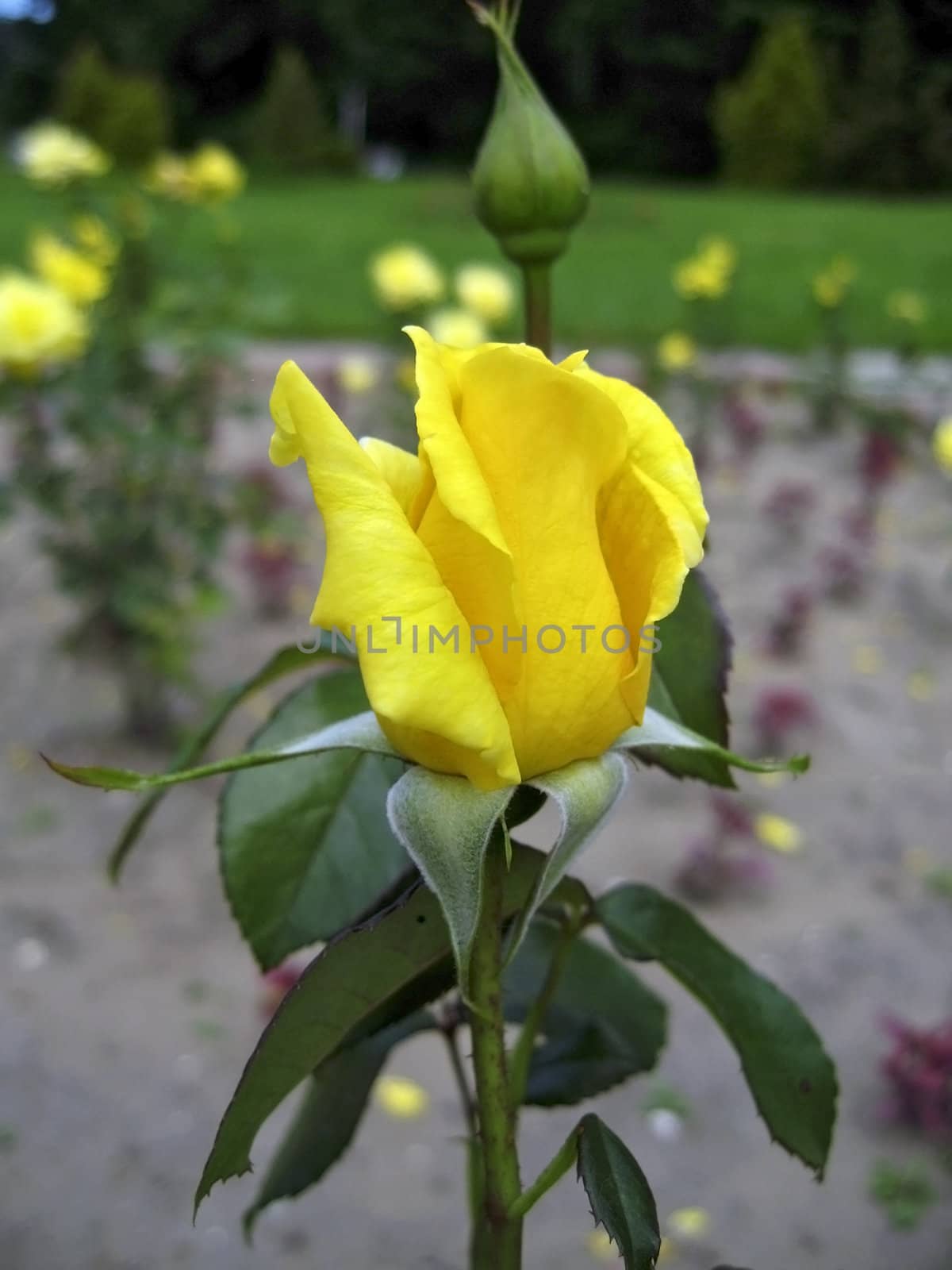 Yellow rose blossom