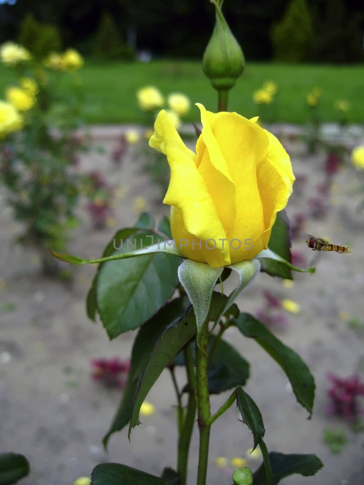 Yellow rose blossom and the bee